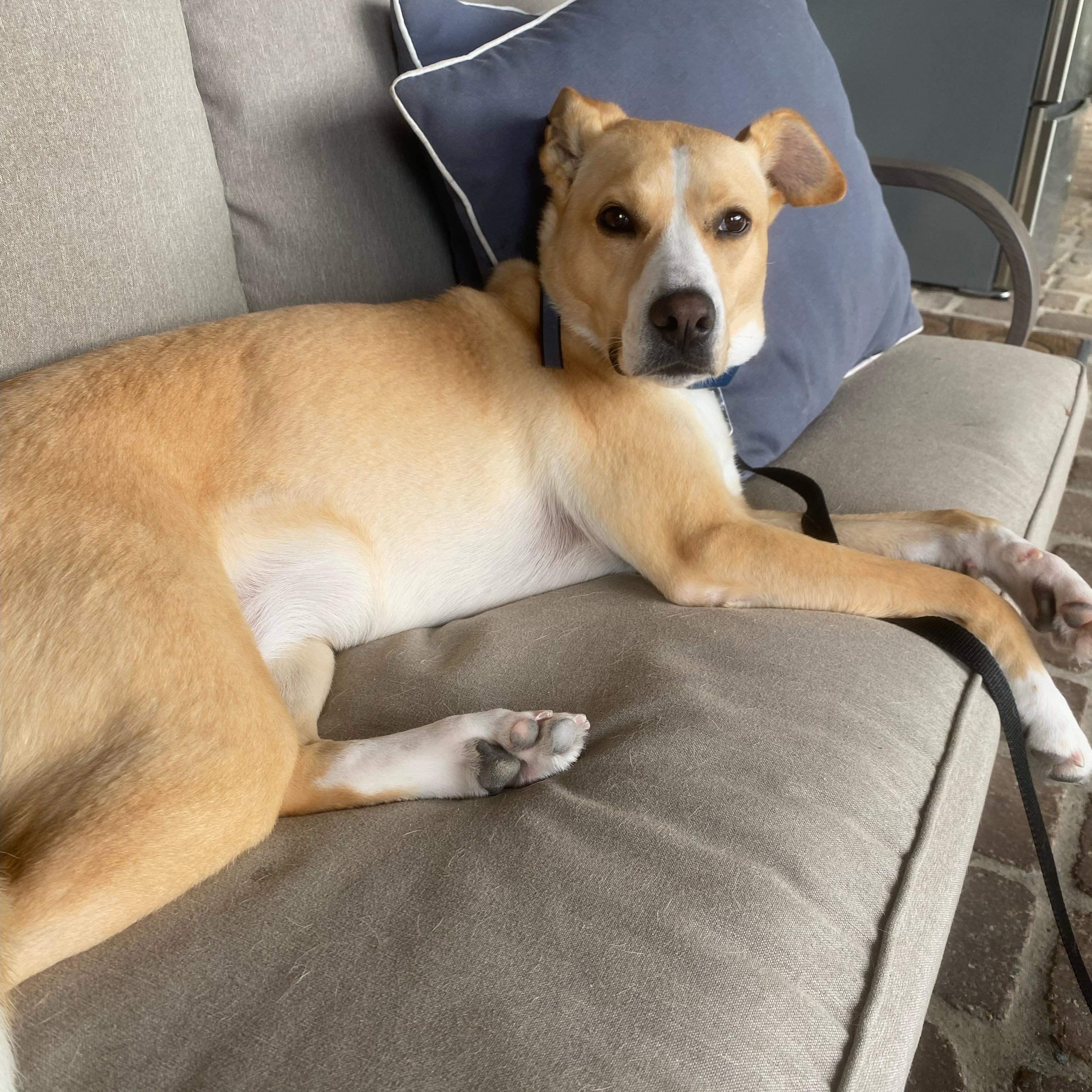 Enlarge Evie, a Adoptable mixed breed in Jefferson , LA image 3/5