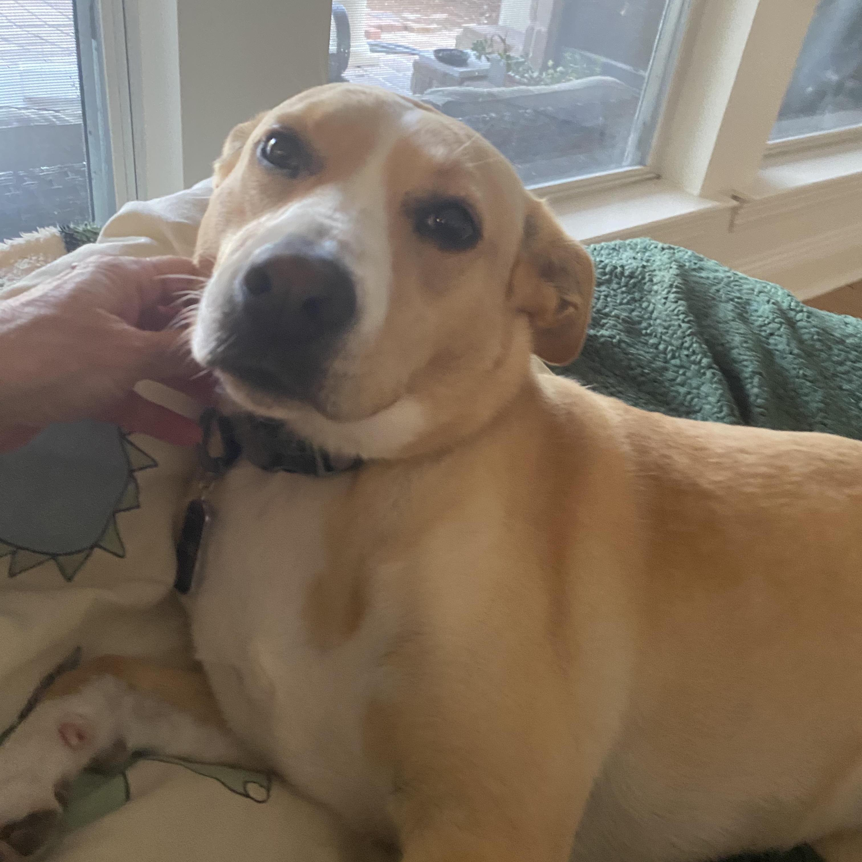 Enlarge Evie, a Adoptable mixed breed in Jefferson , LA image 5/5