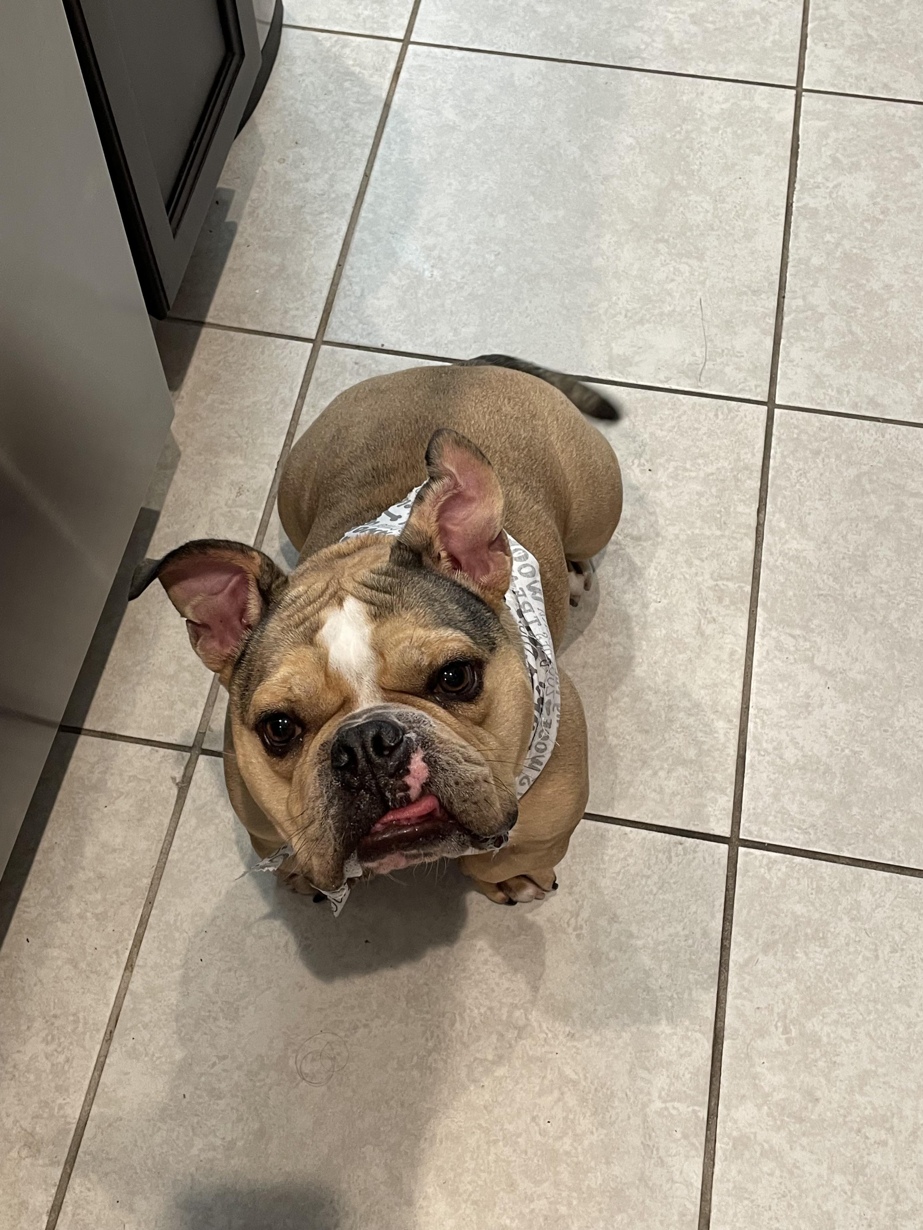 Carlos, an adoptable English Bulldog in Lutz, FL, 33559 | Photo Image 1