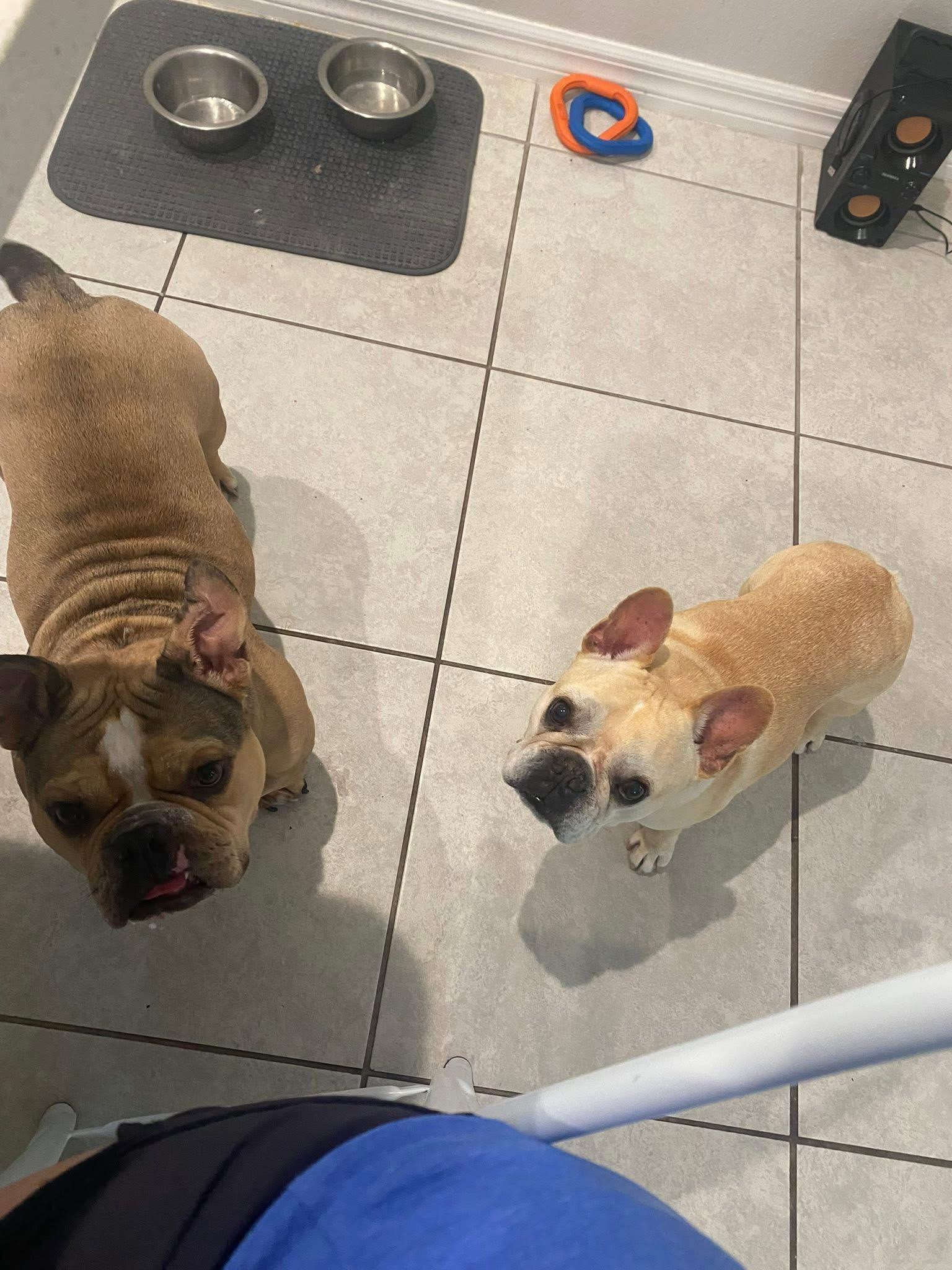 Carlos, an adoptable English Bulldog in Lutz, FL, 33559 | Photo Image 3