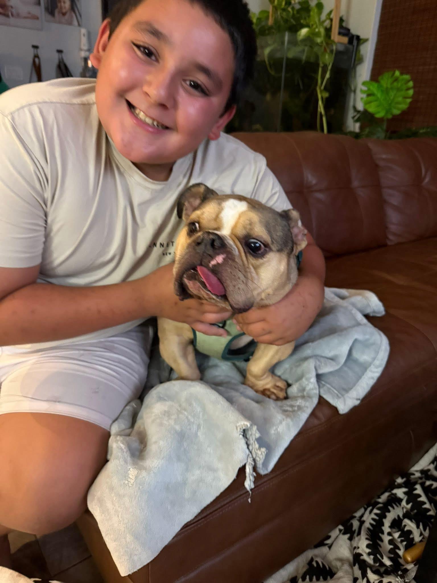 Carlos, an adoptable English Bulldog in Lutz, FL, 33559 | Photo Image 2