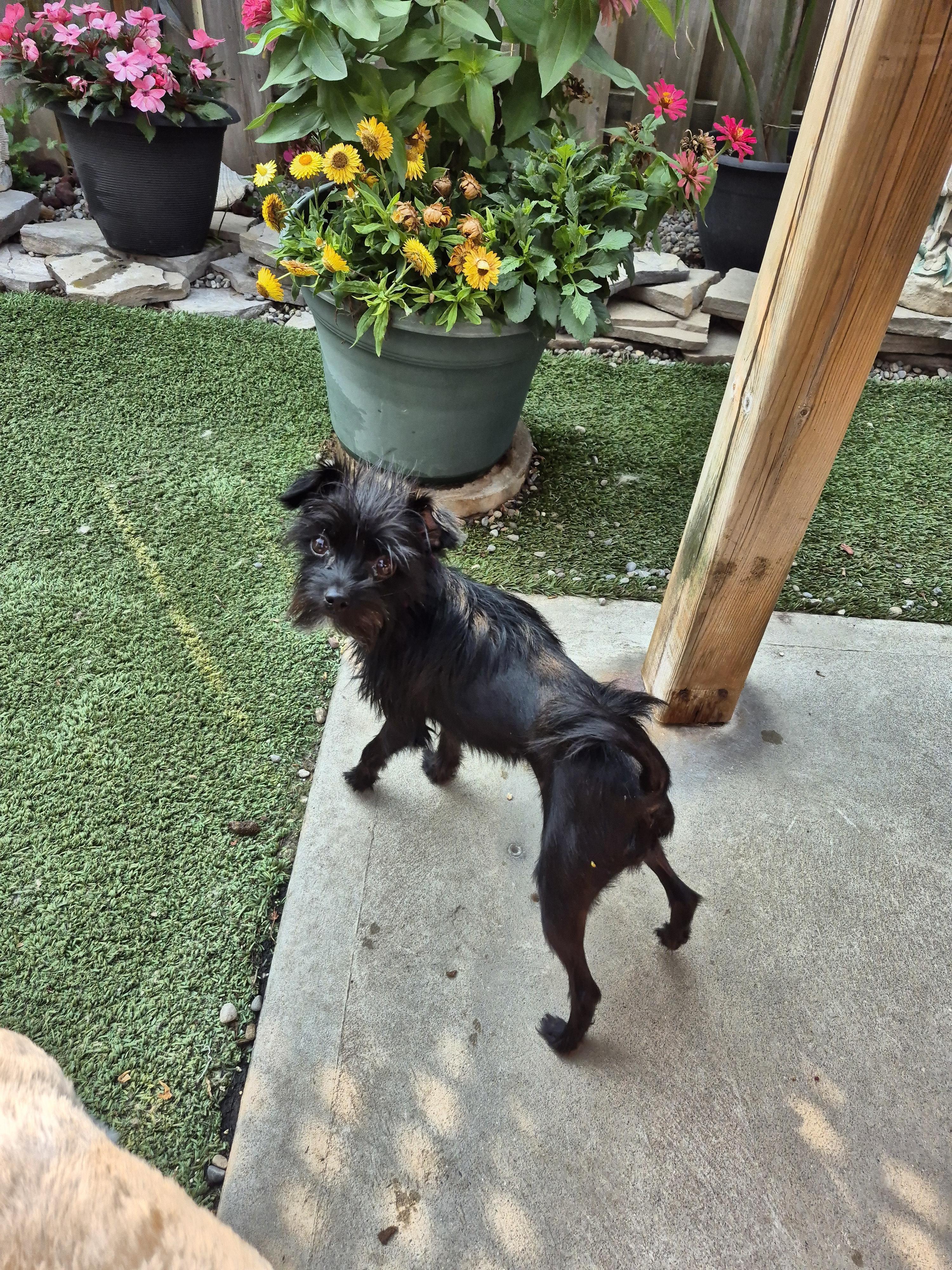 Enlarge Lily, a ADOPTABLE mixed breed in Chatham, ON image 1/2