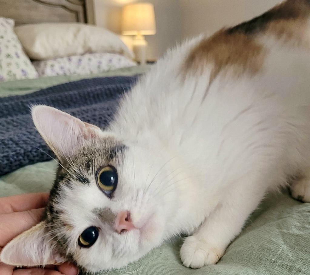 Enlarge Sassy, a Adoptable Domestic Medium Hair in Andover, CT image 2/5