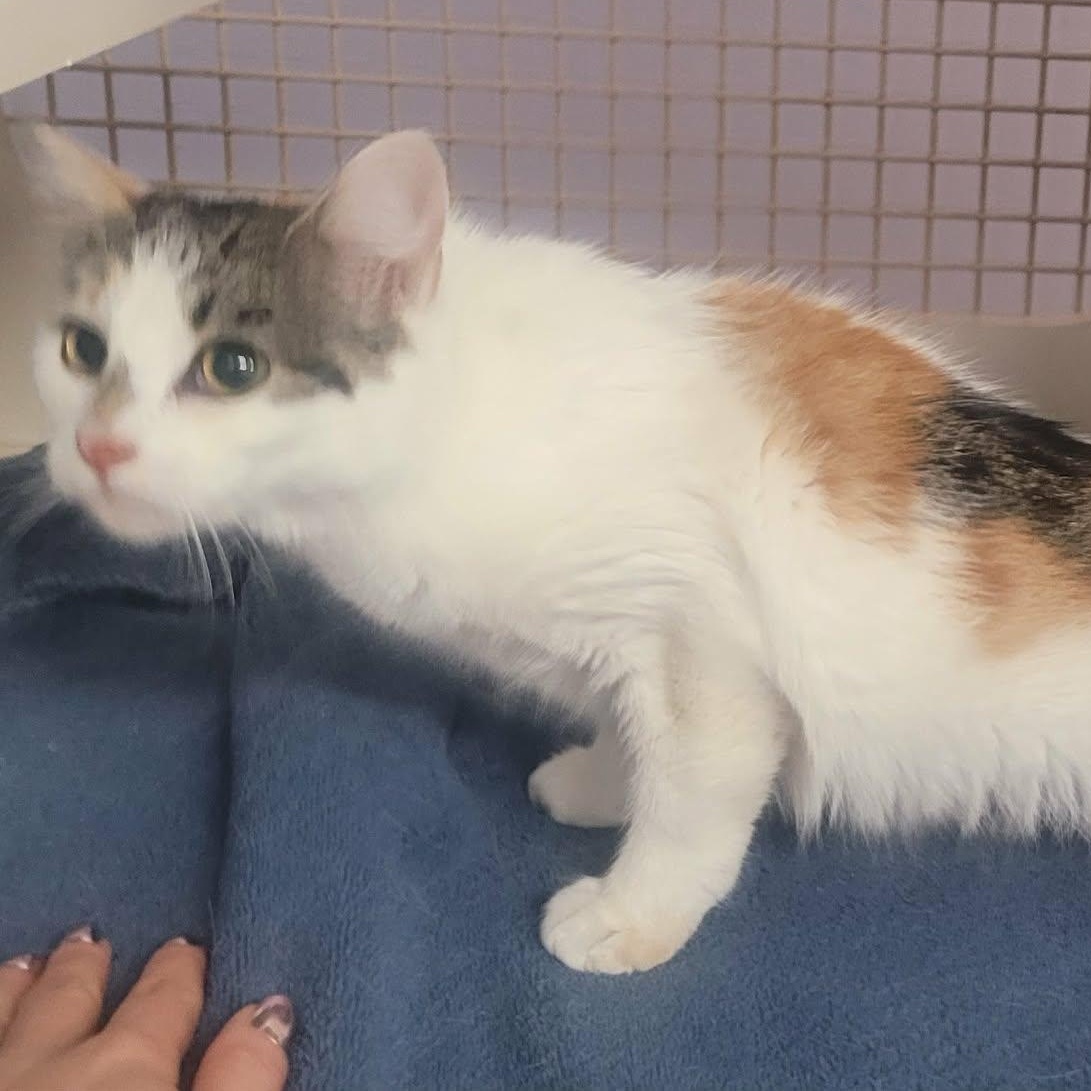 Enlarge Sassy, a Adoptable Domestic Medium Hair in Andover, CT image 5/5