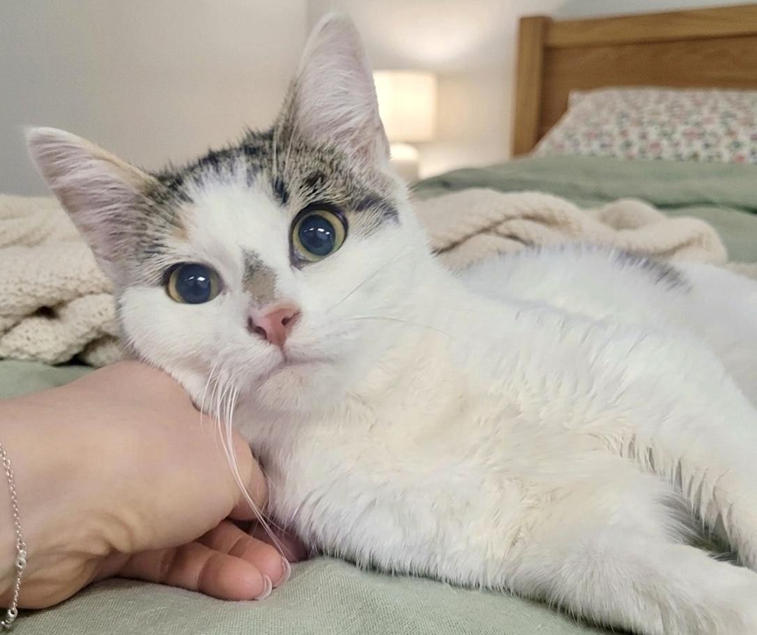 Enlarge Sassy, a Adoptable Domestic Medium Hair in Andover, CT image 1/5