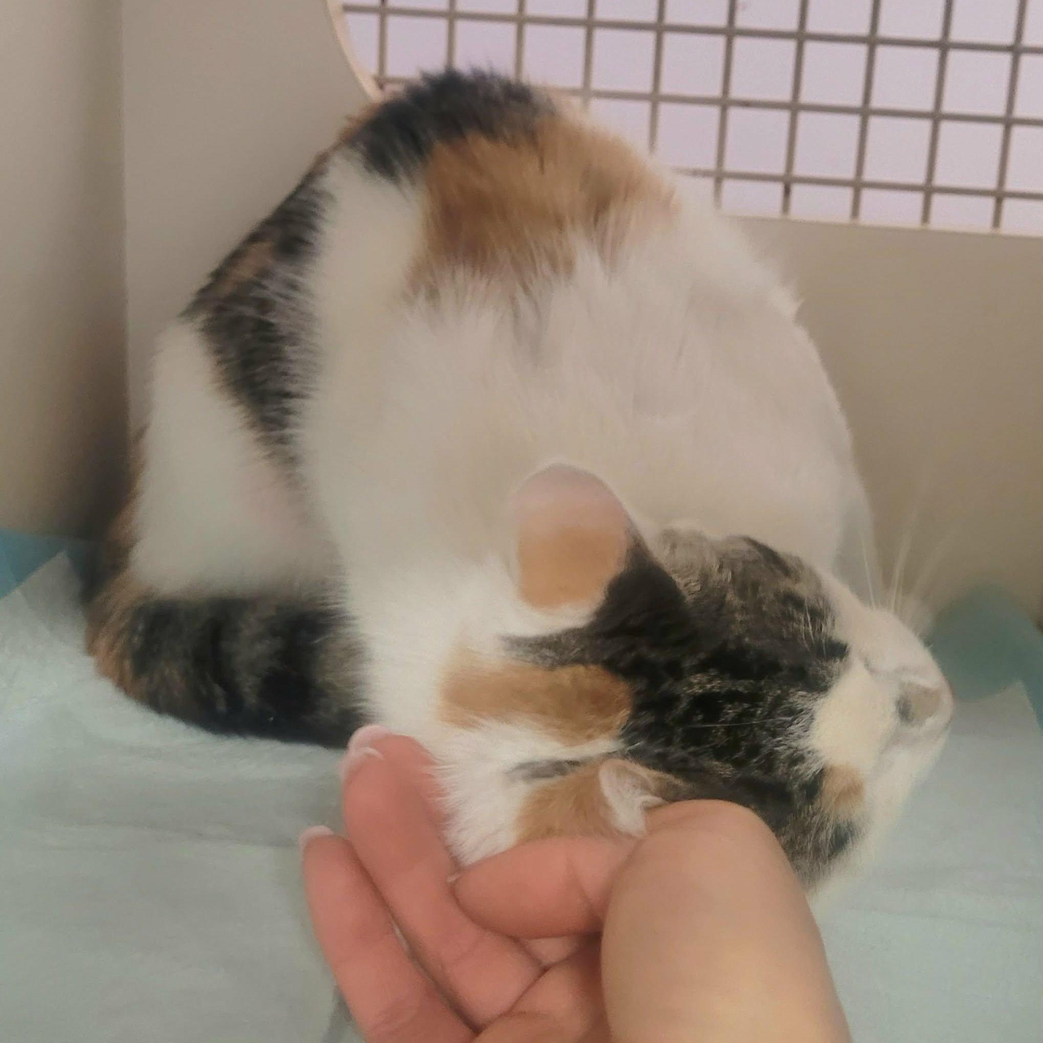 Enlarge Sassy, a Adoptable Domestic Medium Hair in Andover, CT image 3/5