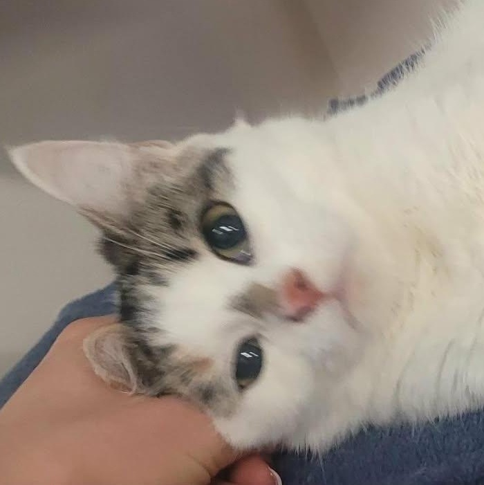 Enlarge Sassy, a Adoptable Domestic Medium Hair in Andover, CT image 4/5