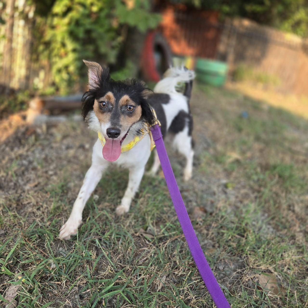 Enlarge Eloise, a Adoptable Chihuahua image 1/3