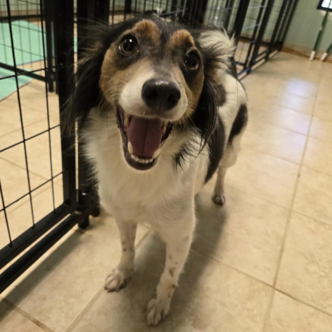 Eloise, Adoptable, Adult Female Chihuahua.