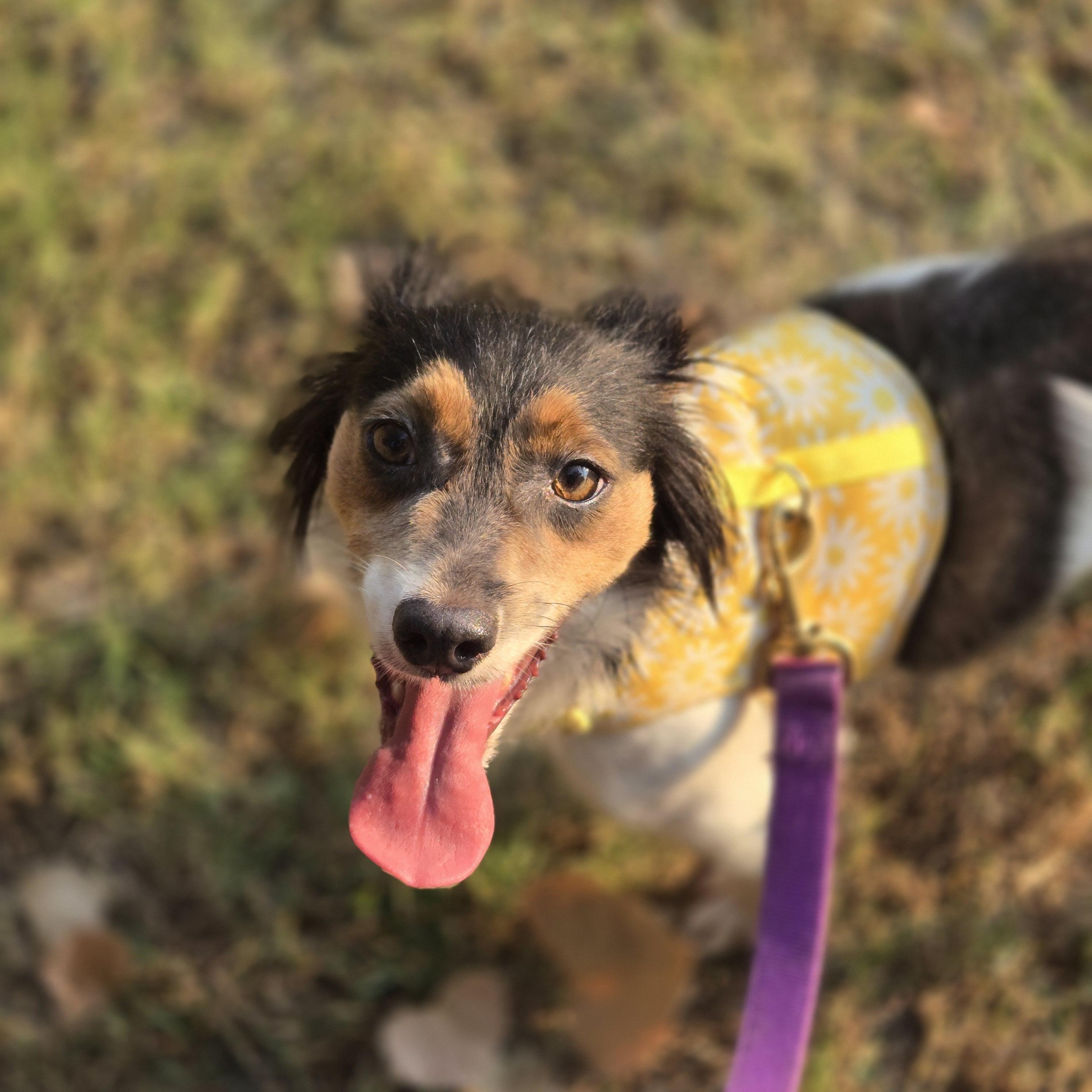 Enlarge Eloise, a Adoptable Chihuahua image 2/3