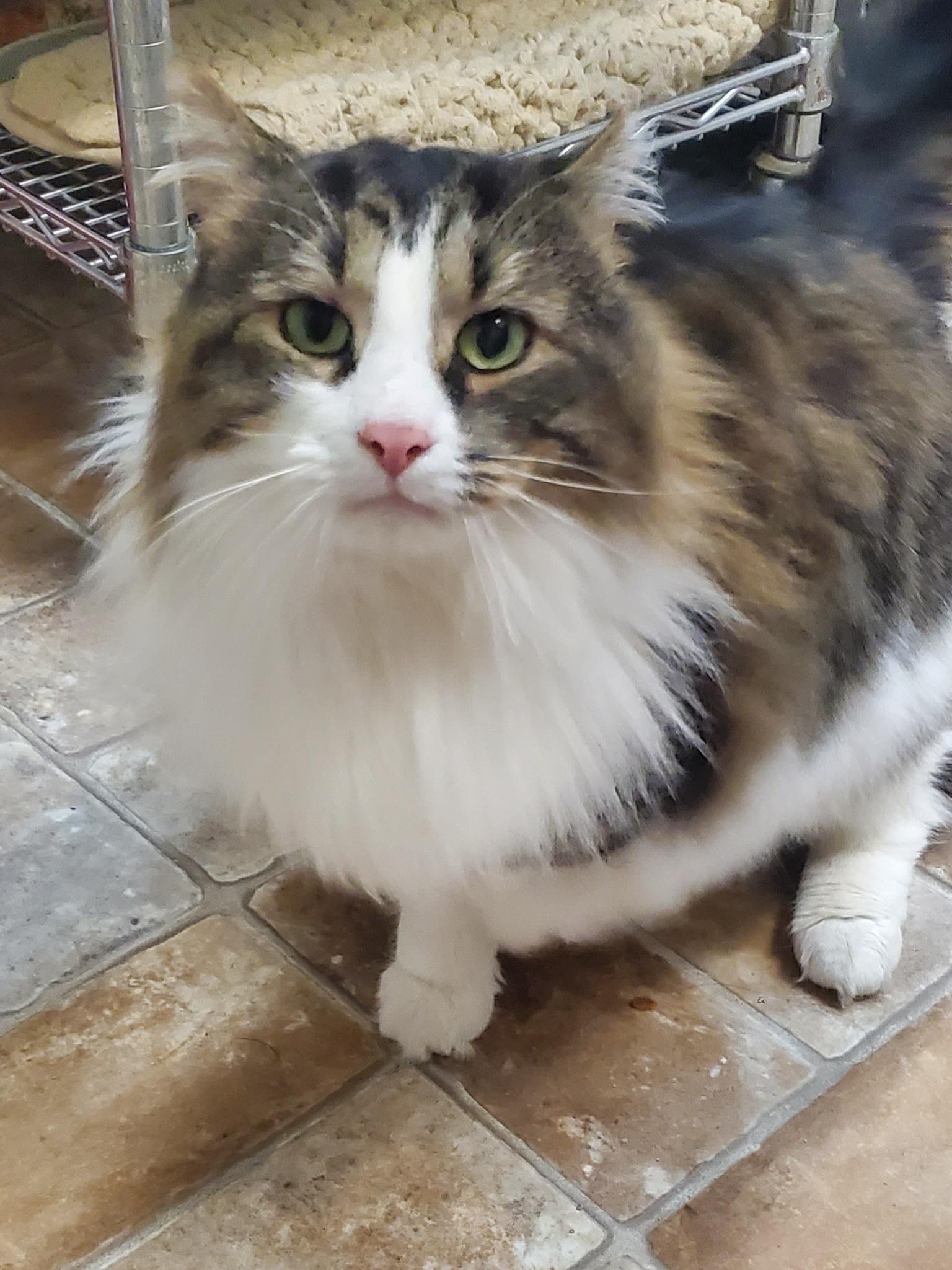 Mogwai, ADOPTABLE, Adult Male Domestic Long Hair.