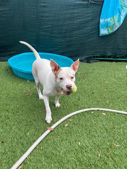 Enlarge S/C Molly Mouse, a Adoptable mixed breed in North Miami Beach, FL image 2/3