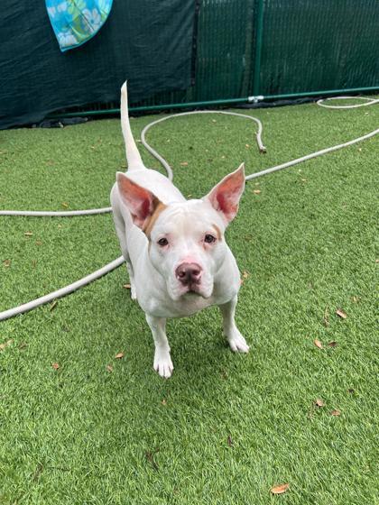 S/C Molly Mouse, a Adoptable mixed breed in North Miami Beach, FL image 1/2