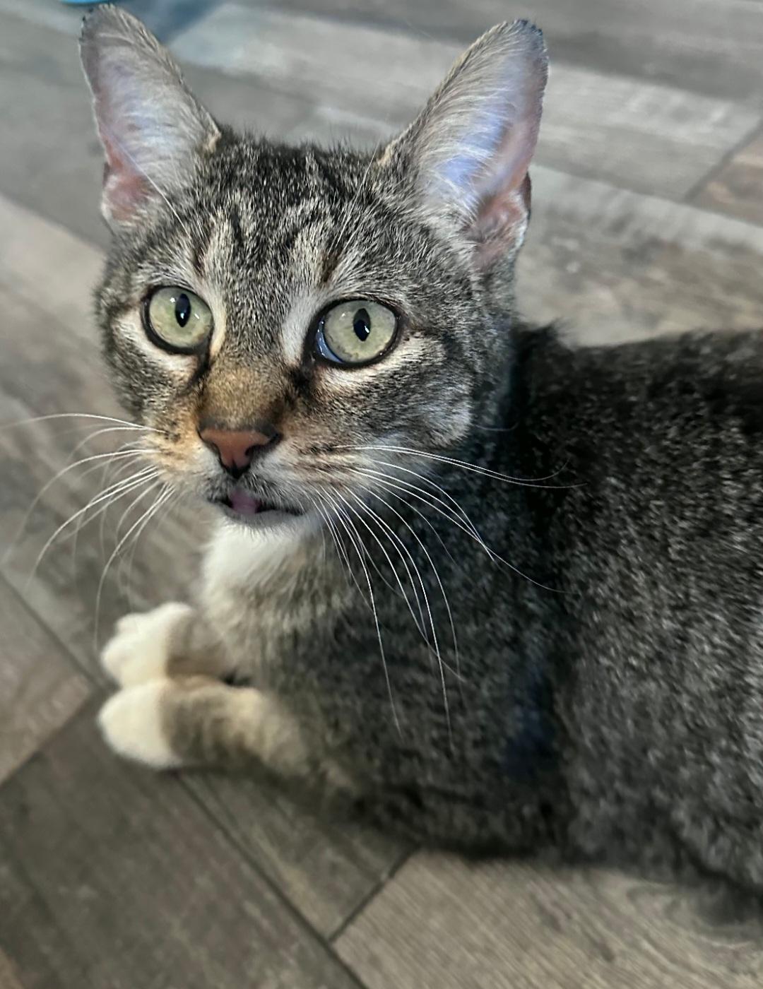 Enlarge Jewel, a Adoptable Domestic Short Hair in merrillville, IN image 1/1