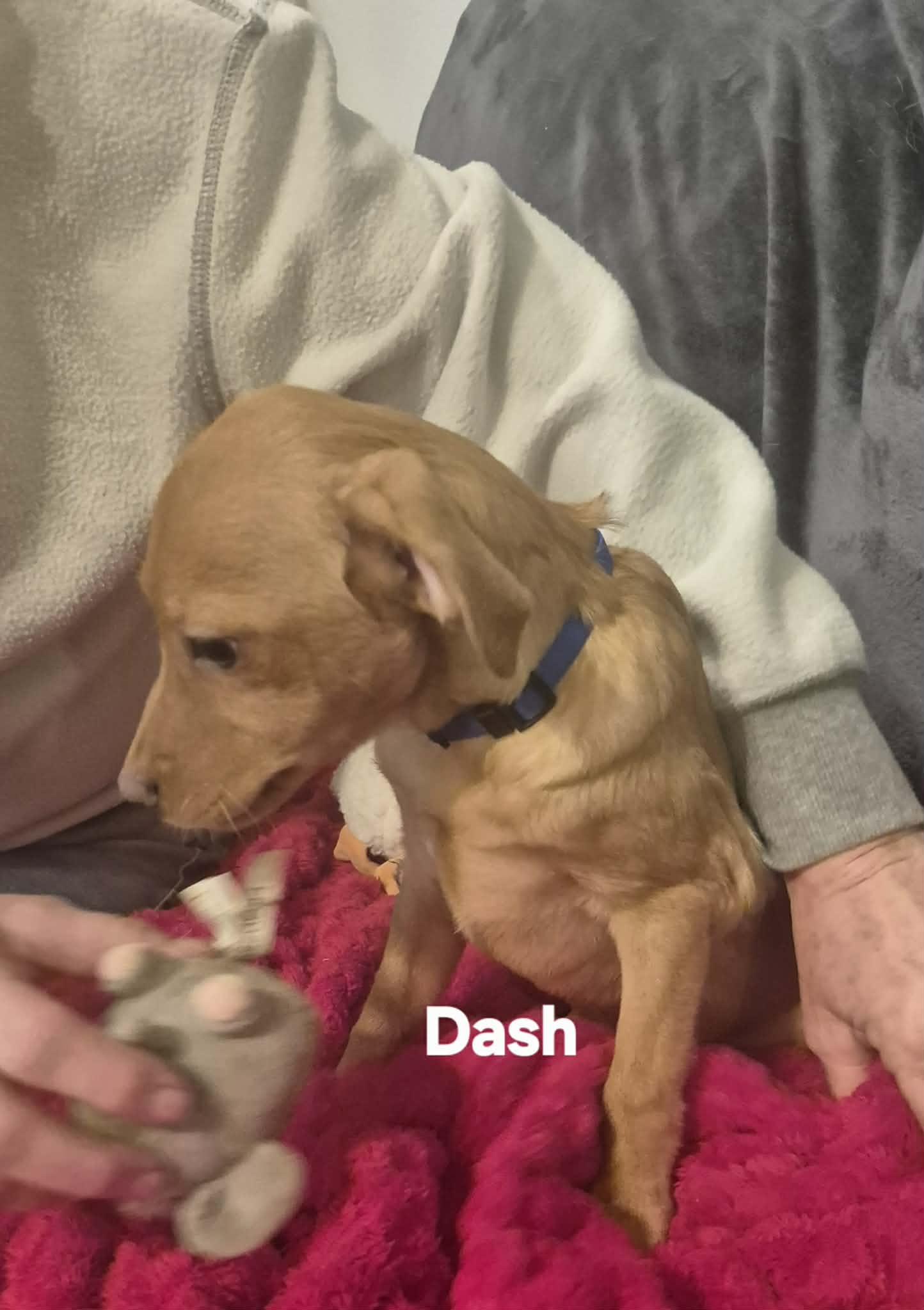 Enlarge Dash and Dalia!, a Adoptable mixed breed in Boston, MA image 5/6