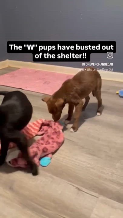 Enlarge Winter, an adopted mixed breed in Alexandria, VA video 6/6