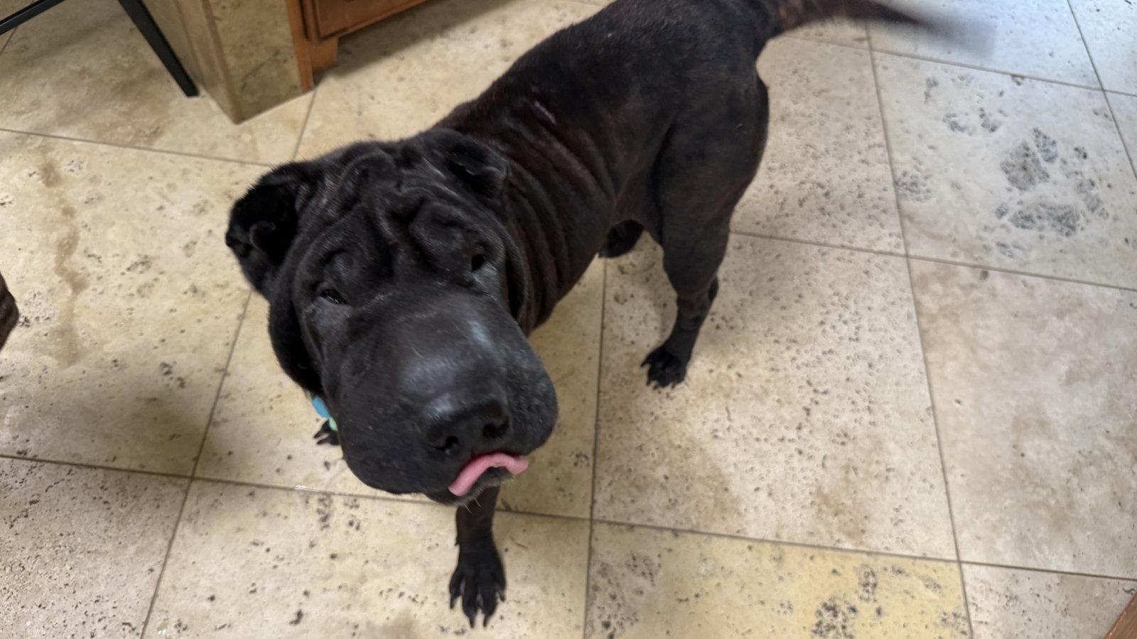 Enlarge Poppi, a Adoptable Shar-Pei in Tucson, AZ image 1/3