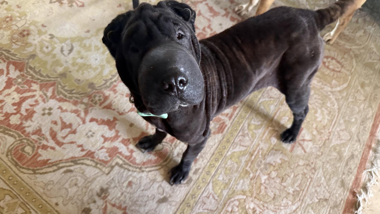Enlarge Poppi, a Adoptable Shar-Pei in Tucson, AZ image 2/3