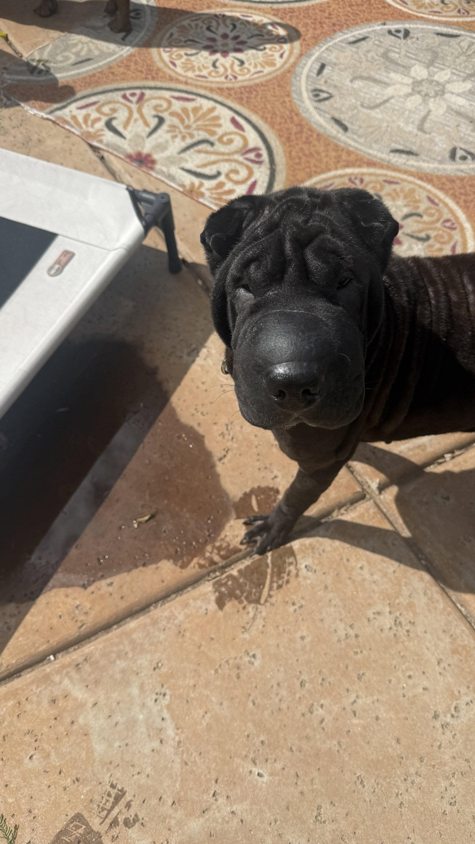 Enlarge Poppi, a Adoptable Shar-Pei in Tucson, AZ image 3/3