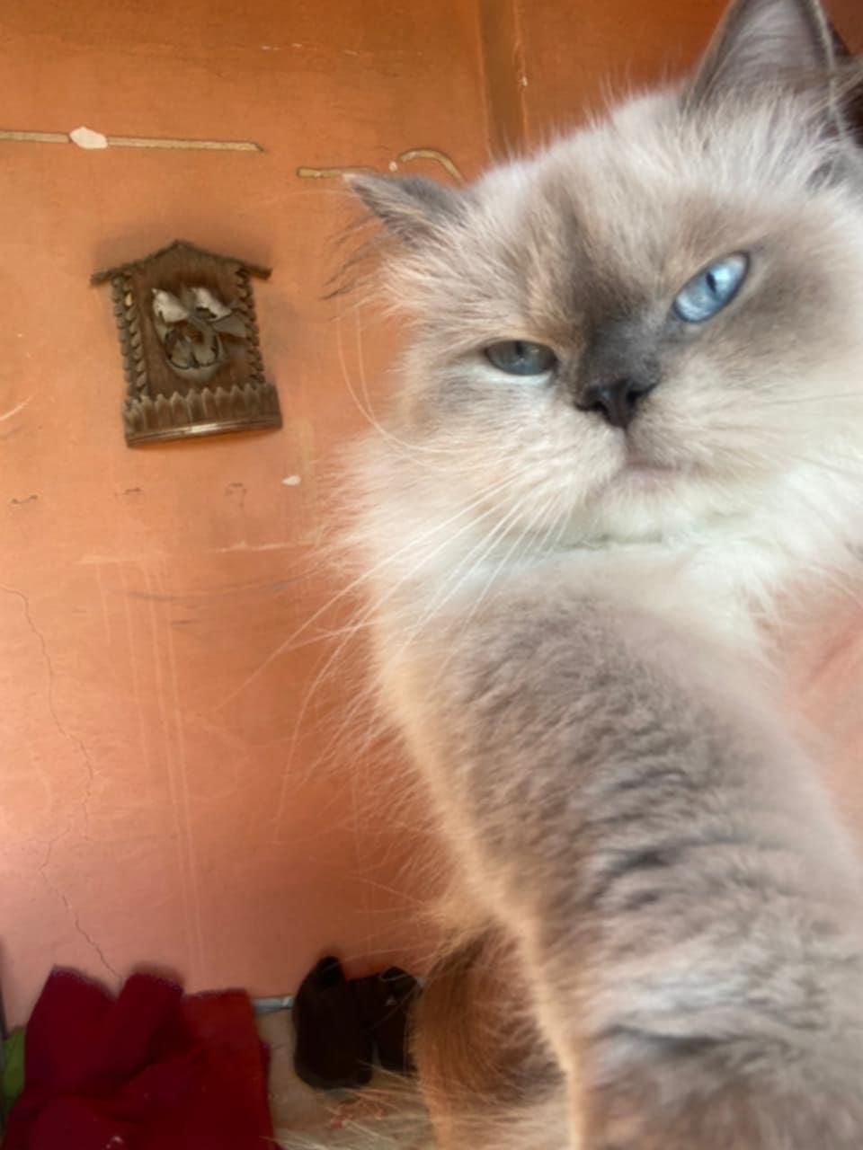 Blossom, an adoptable Ragdoll, Himalayan in Newmarket, ON, L3X 2X5 | Photo Image 1