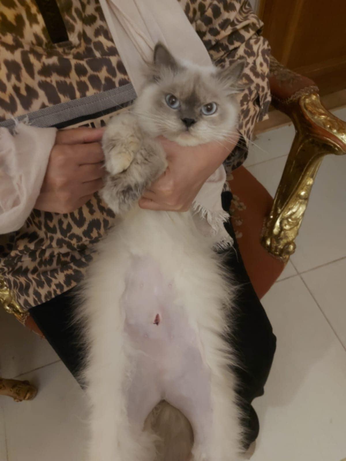 Blossom, an adoptable Ragdoll, Himalayan in Newmarket, ON, L3X 2X5 | Photo Image 3
