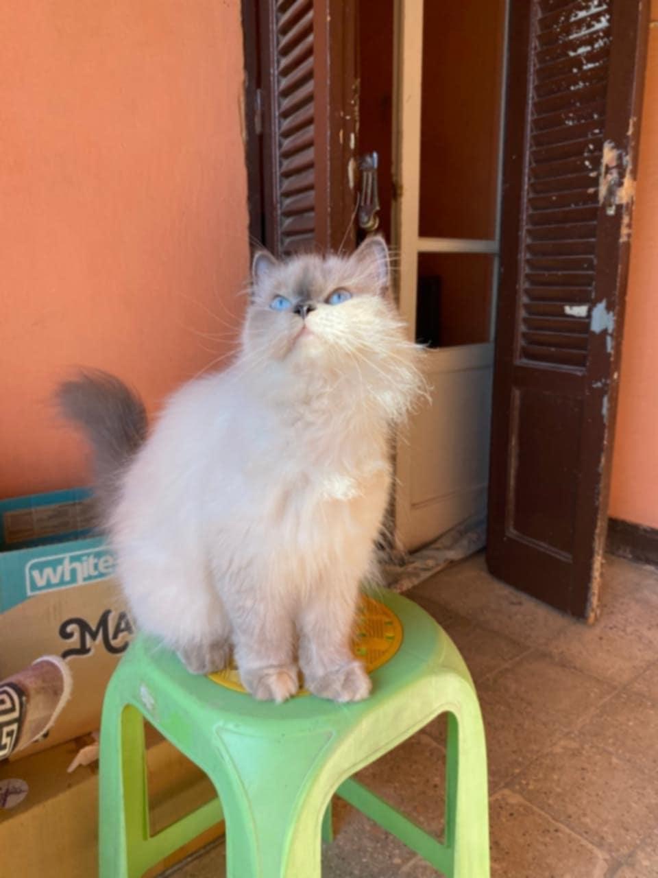 Blossom, an adoptable Ragdoll, Himalayan in Newmarket, ON, L3X 2X5 | Photo Image 2