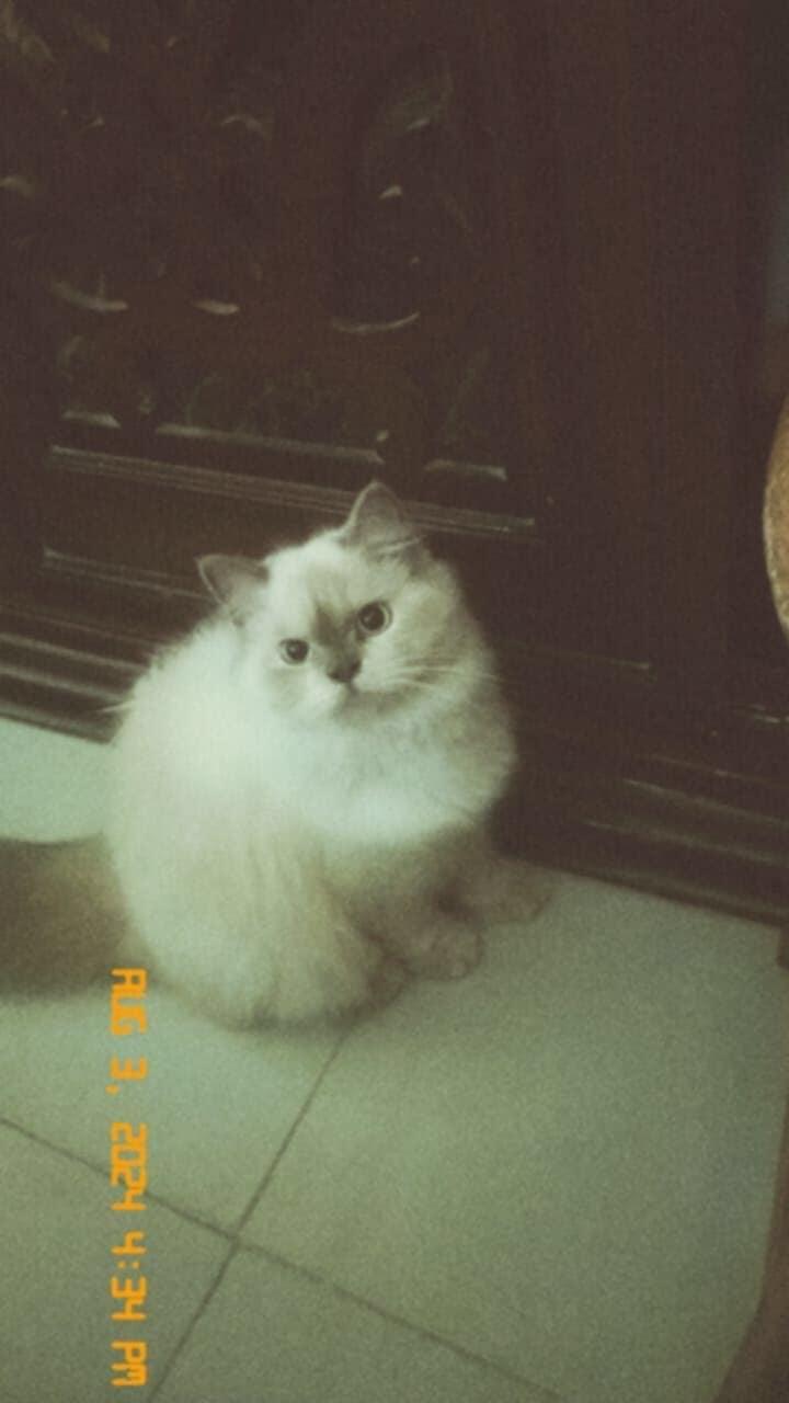 Blossom, an adoptable Ragdoll, Himalayan in Newmarket, ON, L3X 2X5 | Photo Image 4