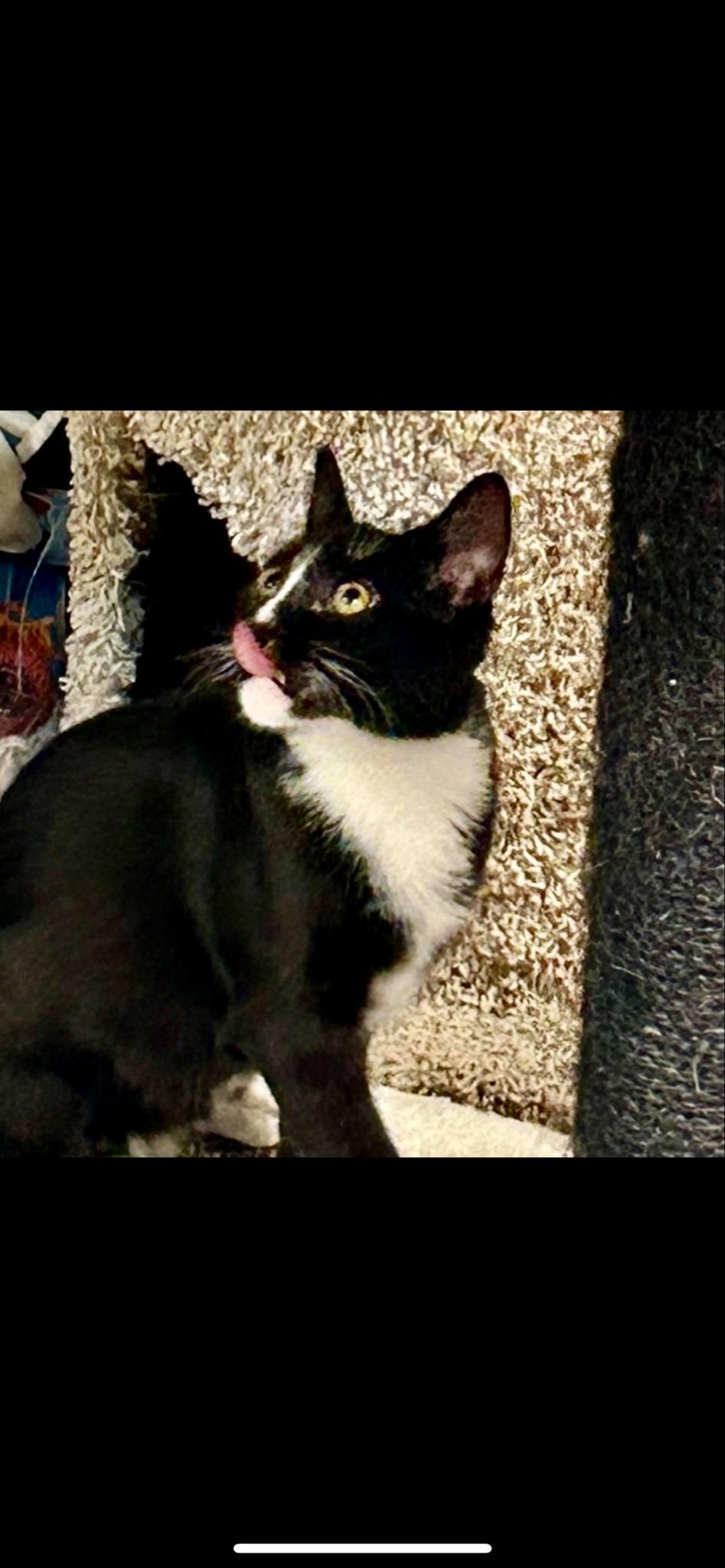 Shadow & Zip, Adoptable, Adult Female Domestic Short Hair.