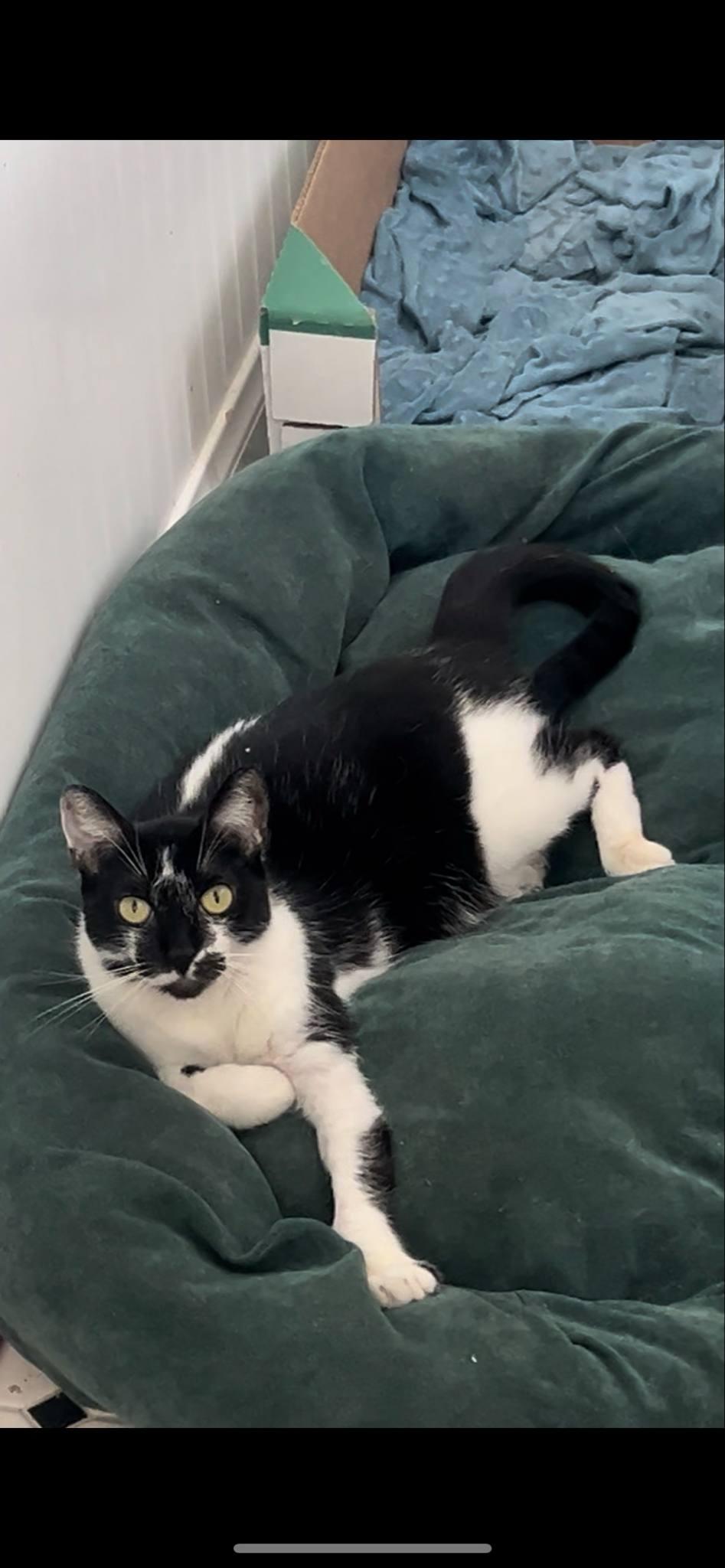 Enlarge Shadow & Zip, a Adoptable Domestic Short Hair in San Diego, CA image 2/6