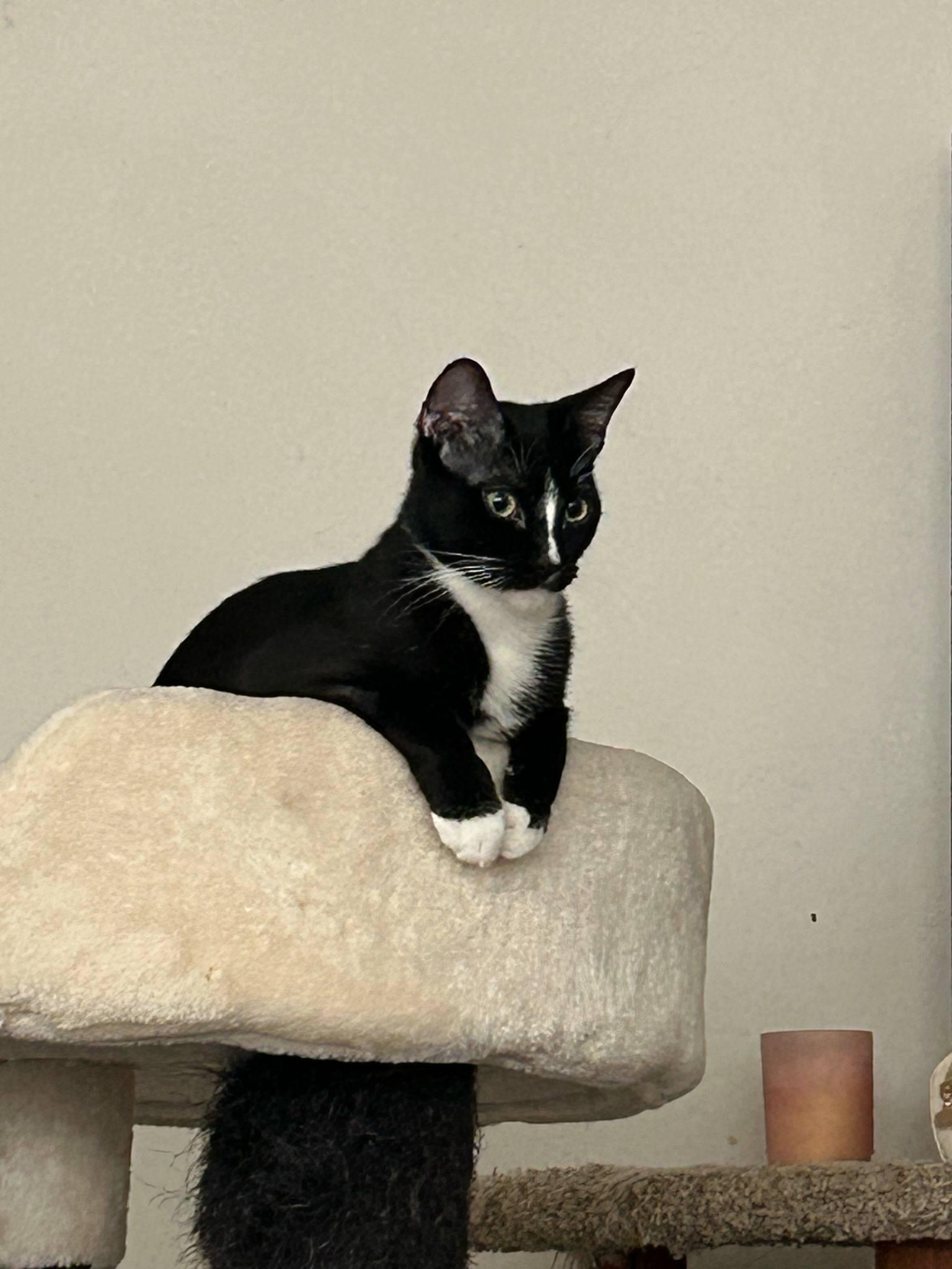 Enlarge Shadow & Zip, a Adoptable Domestic Short Hair in San Diego, CA image 3/6