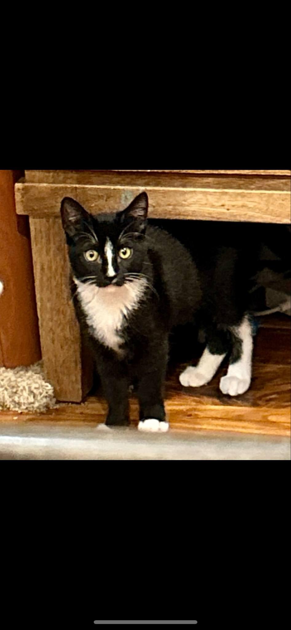 Enlarge Shadow & Zip, a Adoptable Domestic Short Hair in San Diego, CA image 4/6