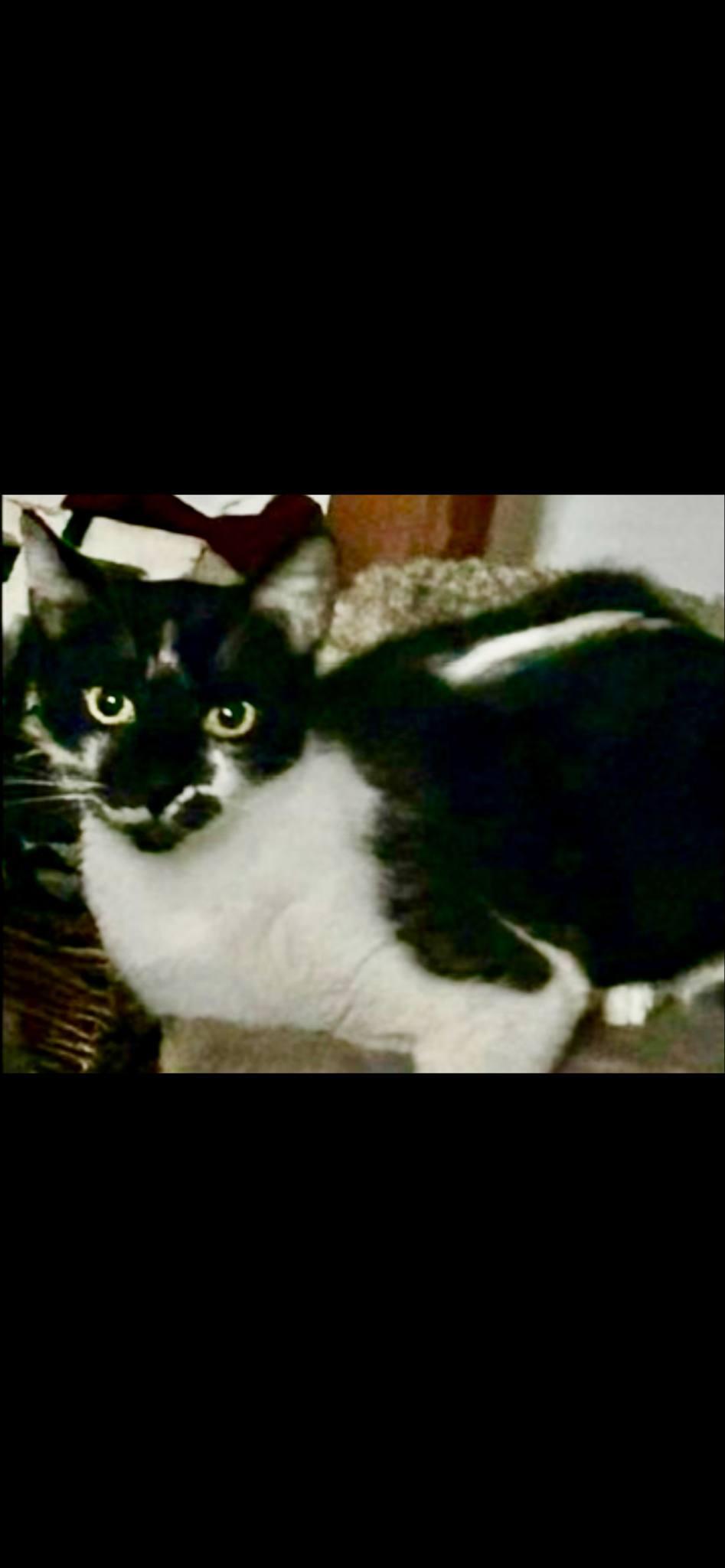 Enlarge Shadow & Zip, a Adoptable Domestic Short Hair in San Diego, CA image 5/6