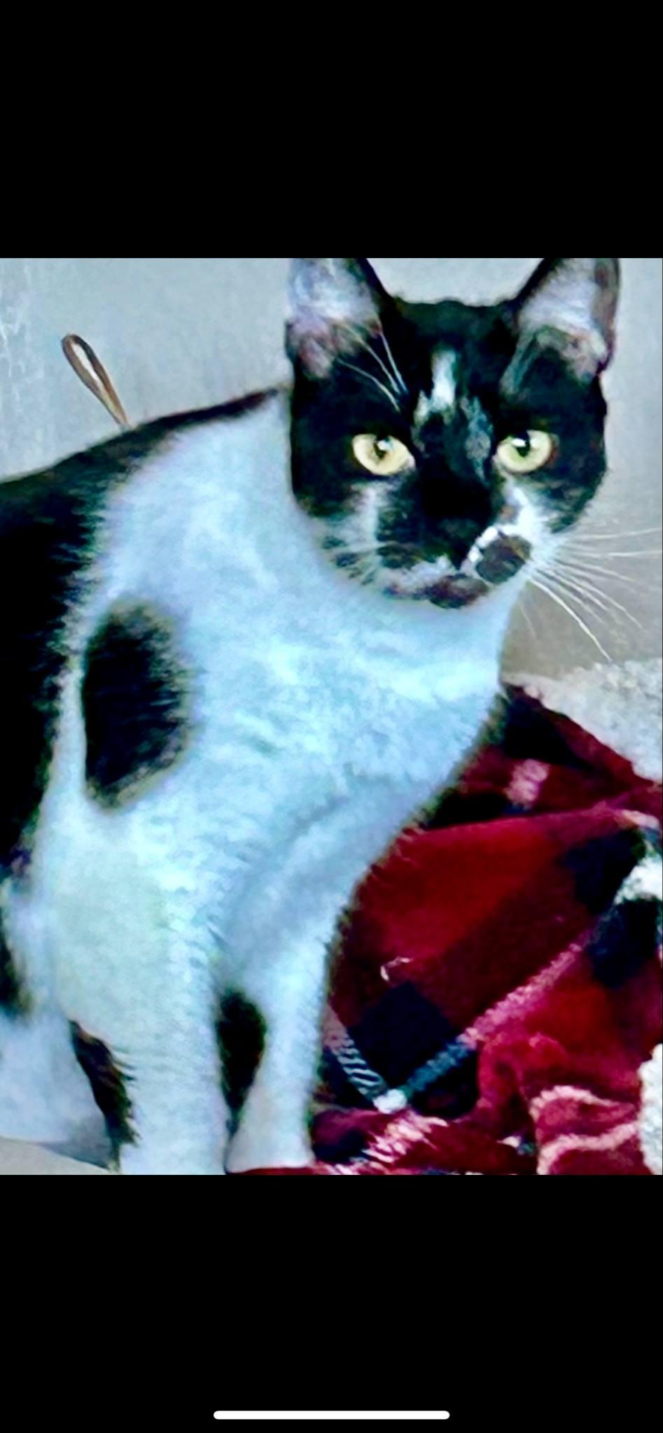 Enlarge Shadow & Zip, a Adoptable Domestic Short Hair in San Diego, CA image 6/6