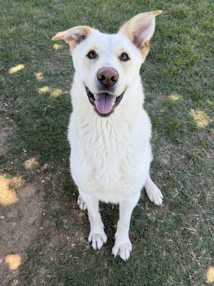 Emma Bourne, Adoptable, Adult Female Mixed Breed & Mixed Breed.