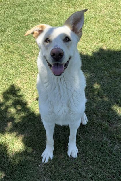Emma Bourne, a Adoptable mixed breed in Memphis, TN image 2/3