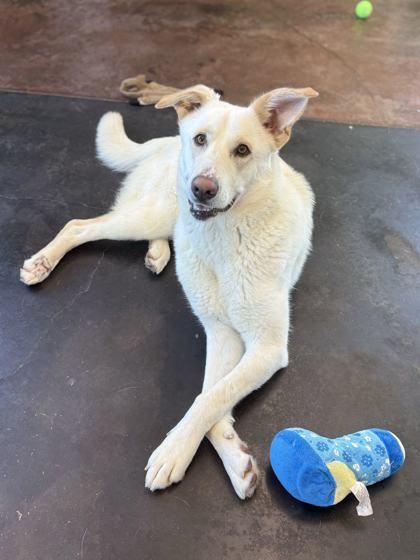 Emma Bourne, a Adoptable mixed breed in Memphis, TN image 3/3