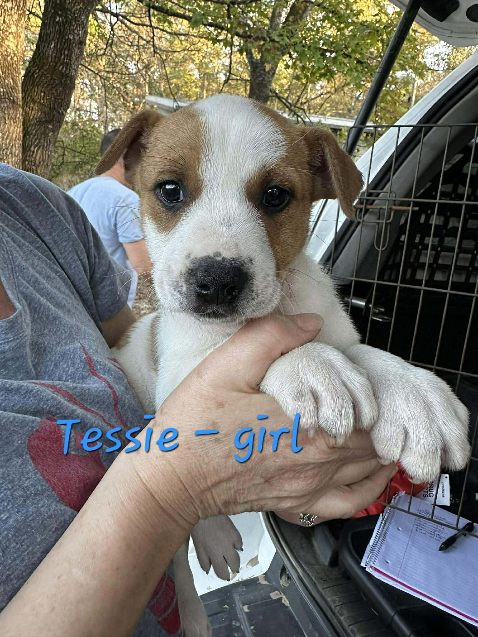 Tessie the mixed breed puppy, a Adoptable mixed breed in Muskego, WI image 1/2