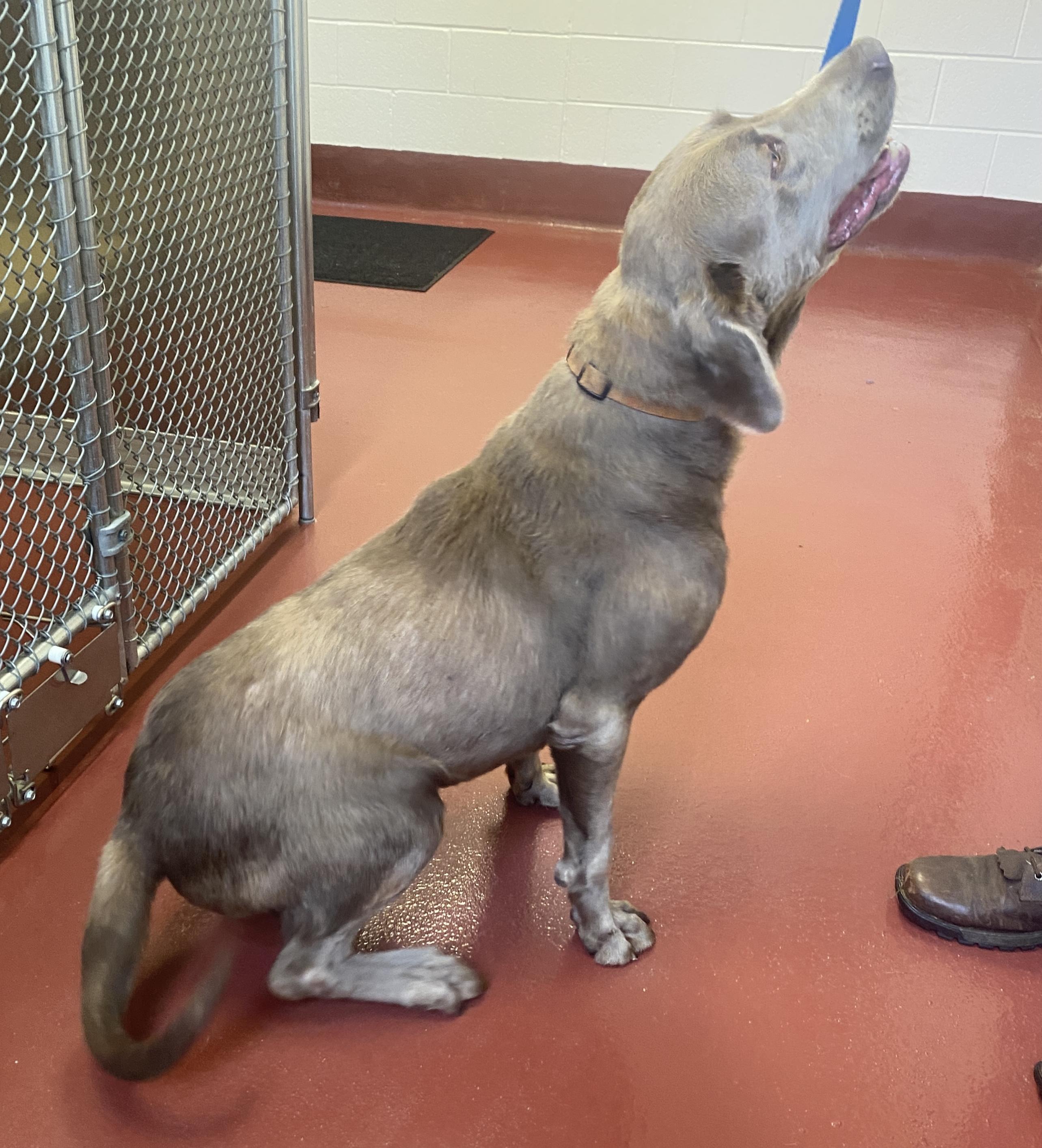 Enlarge Gatling, a Adopted Labrador Retriever in Hot Springs, VA image 2/6