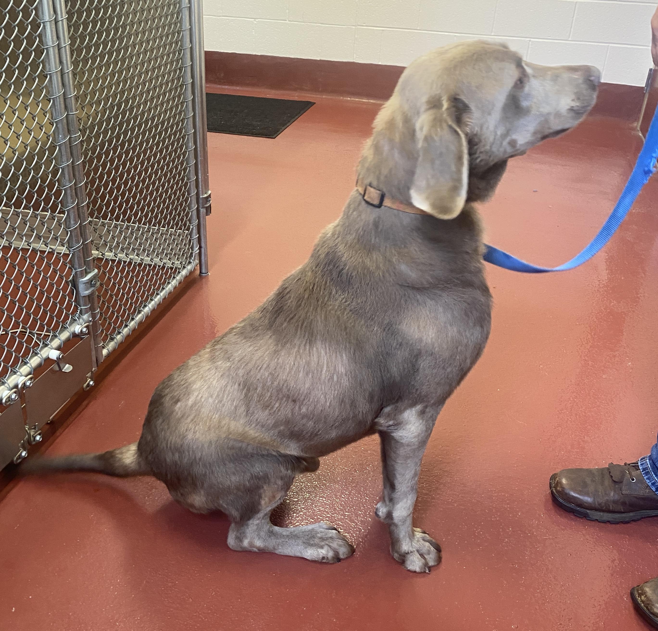 Enlarge Gatling, a Adopted Labrador Retriever in Hot Springs, VA image 3/6