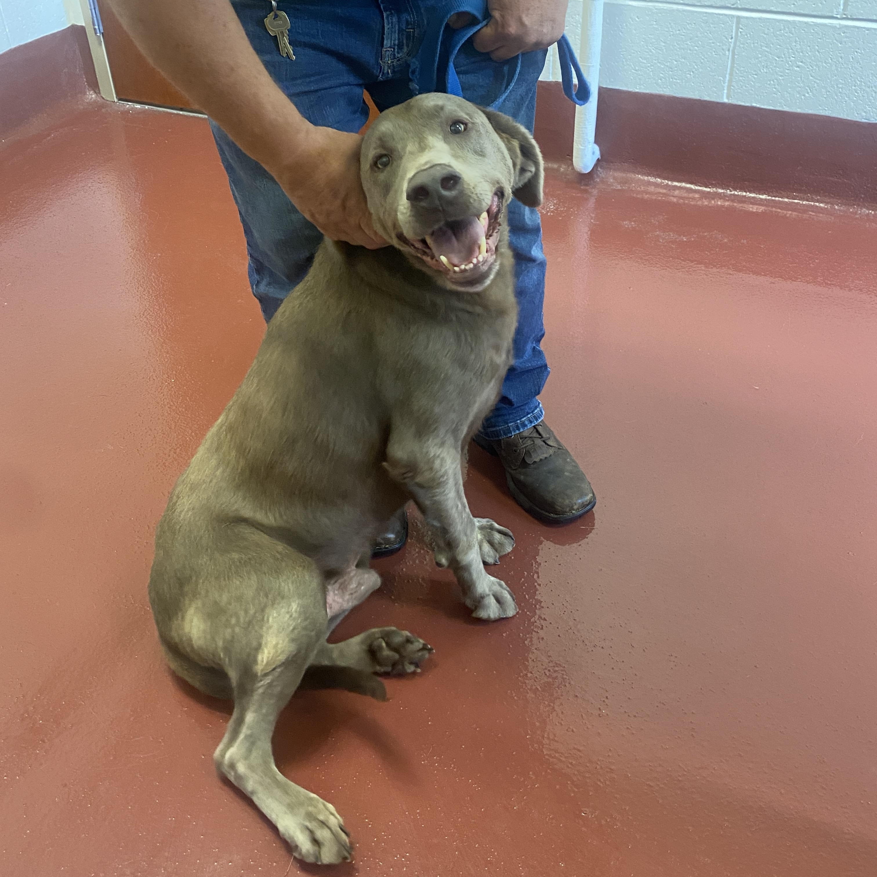 Enlarge Gatling, a Adopted Labrador Retriever in Hot Springs, VA image 4/6