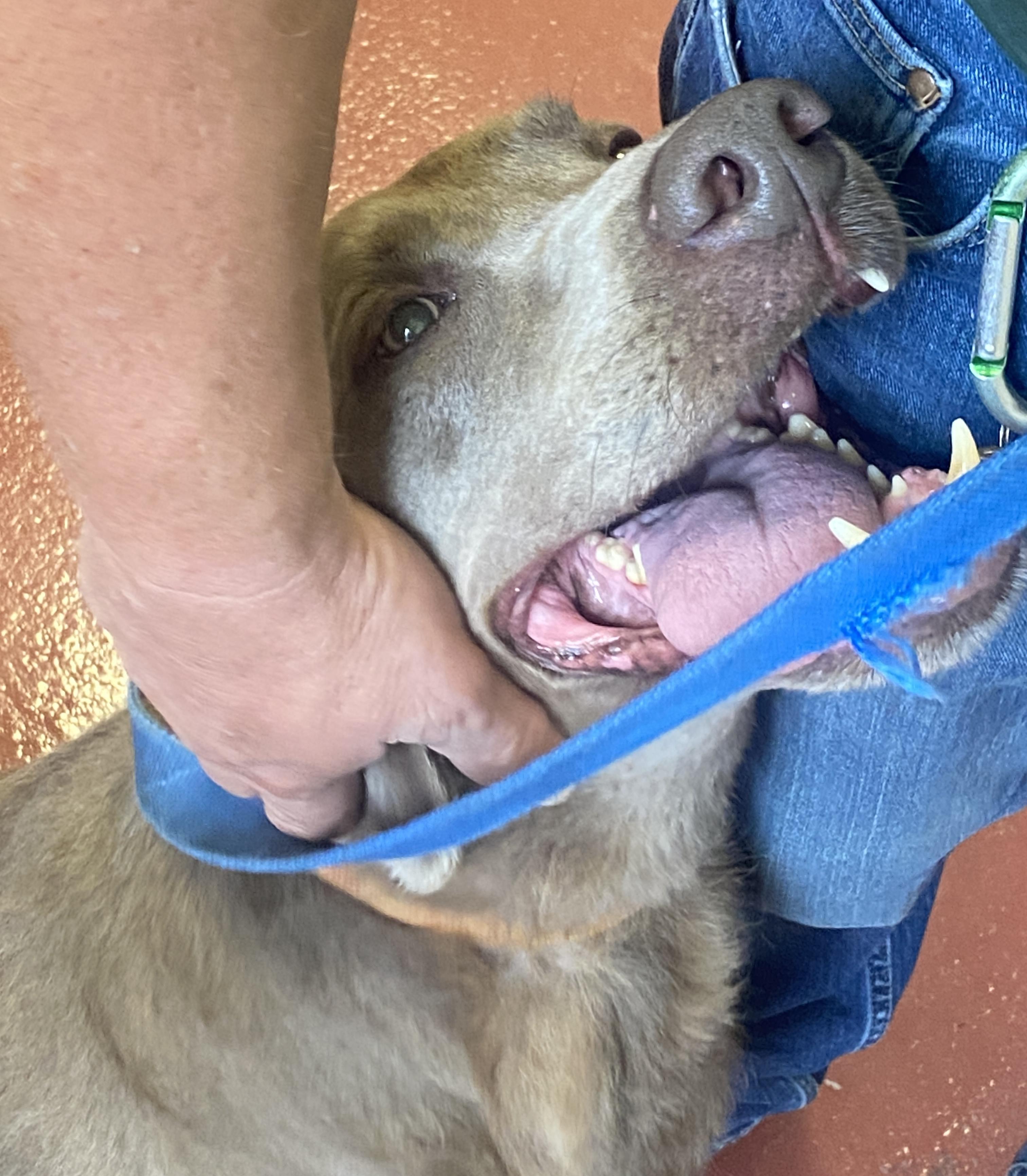 Enlarge Gatling, a Adopted Labrador Retriever in Hot Springs, VA image 5/6