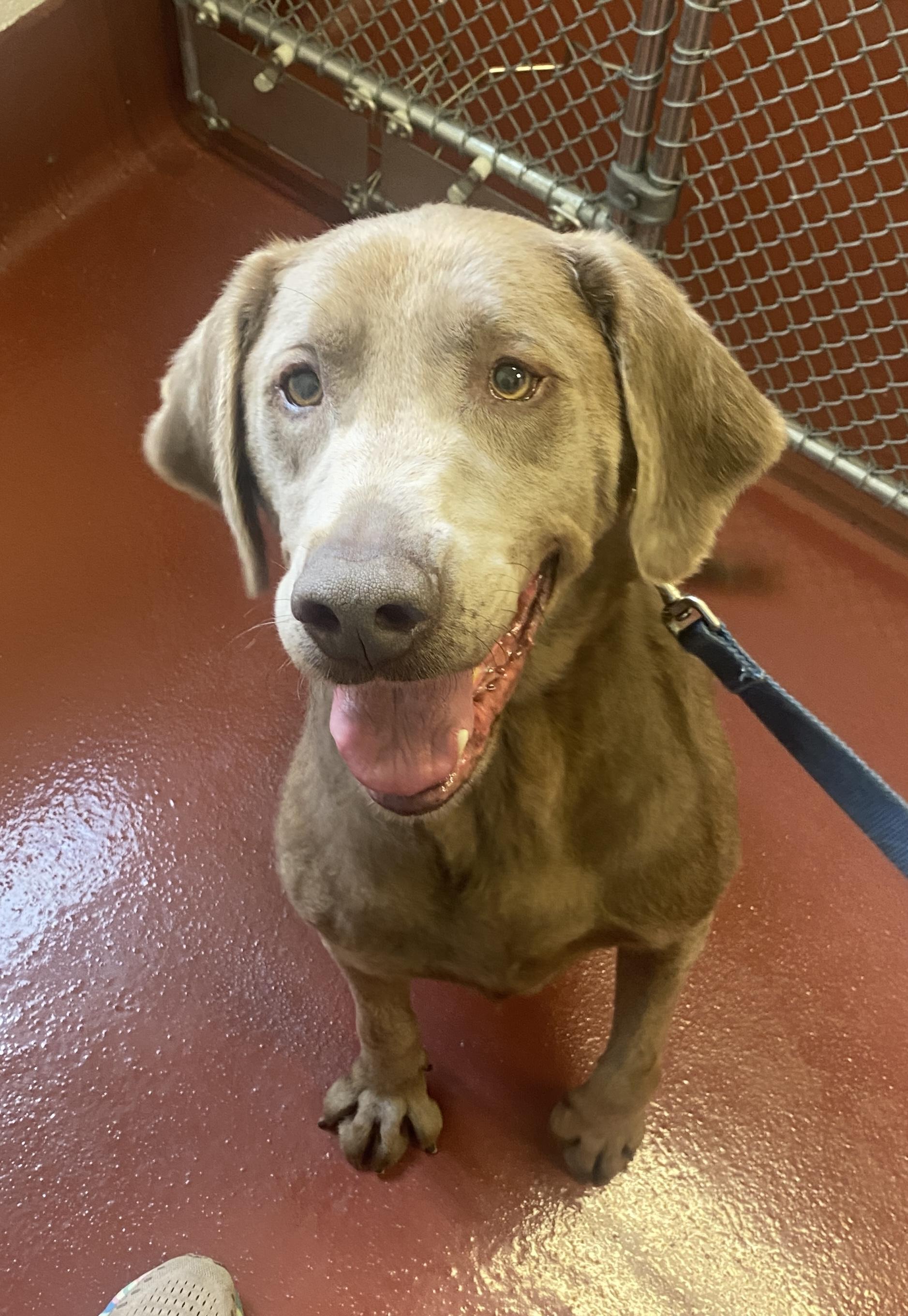 Enlarge Gatling, a Adopted Labrador Retriever in Hot Springs, VA image 1/6