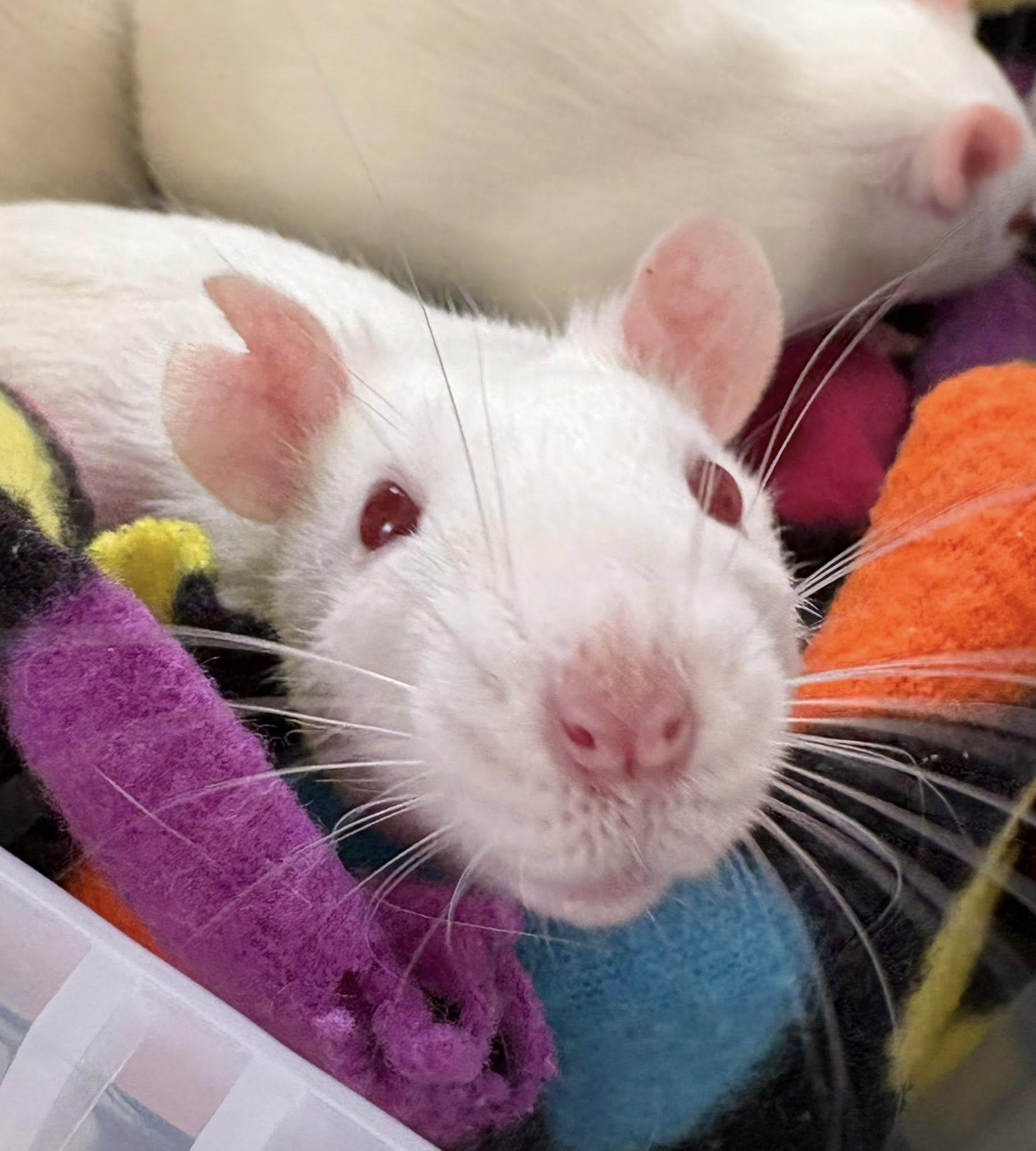 Male baby rats, ADOPTABLE, Baby Male Rat.