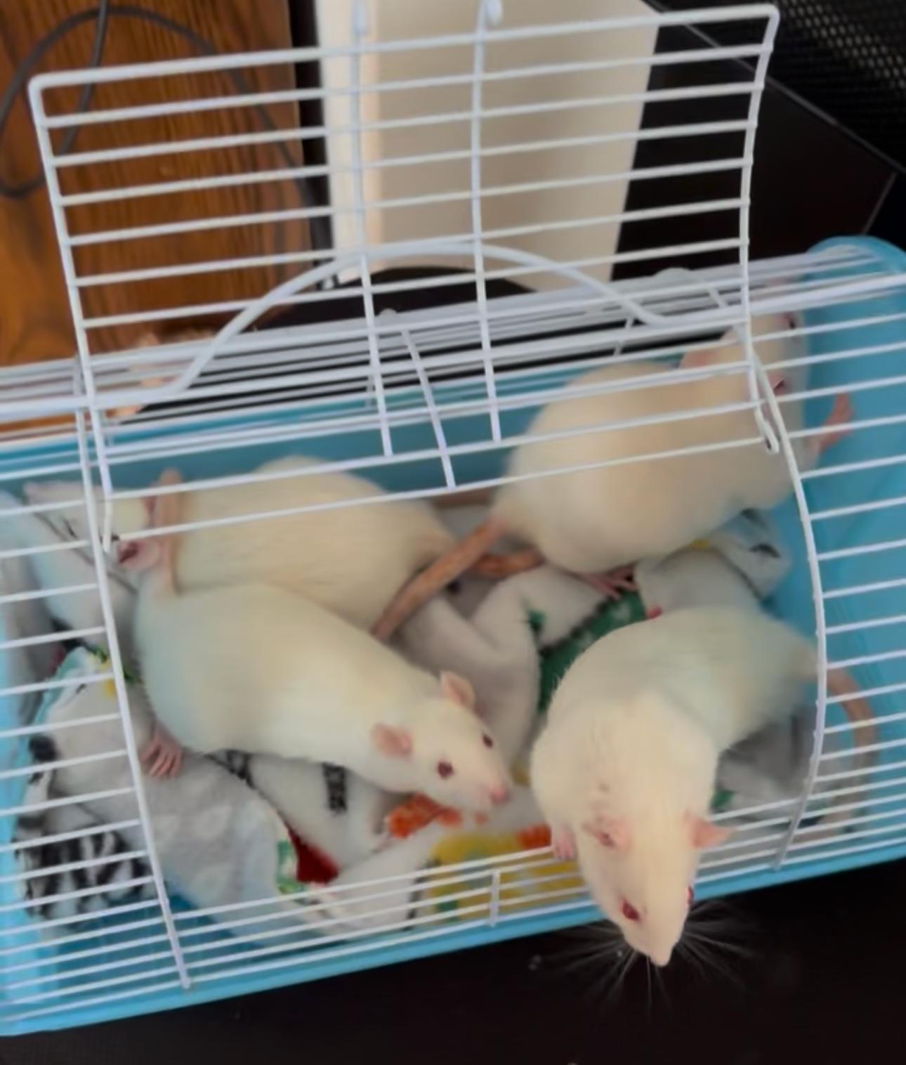 Enlarge Male baby rats, a ADOPTABLE Rat in Bryn Mawr, PA image 6/6