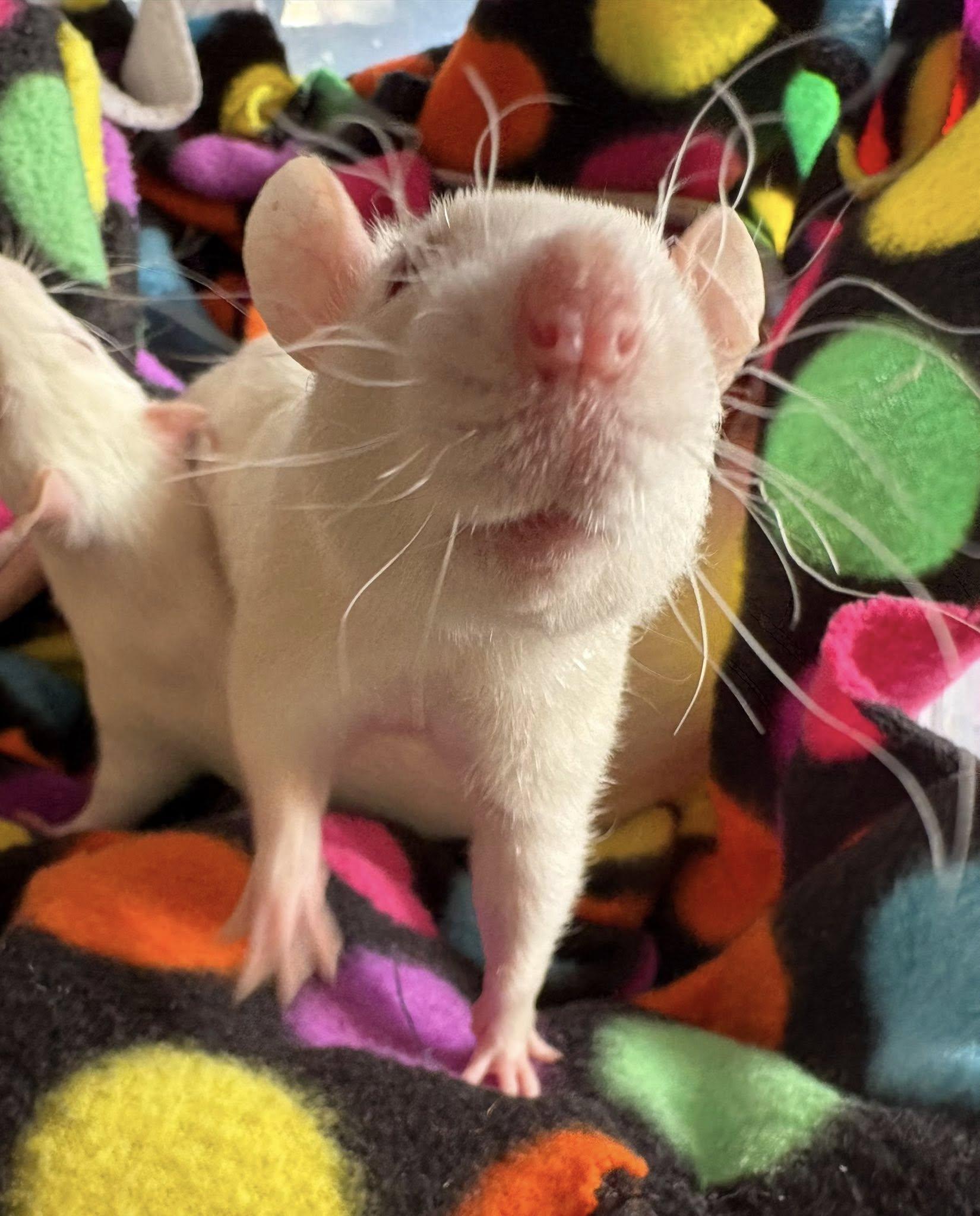 Enlarge Male baby rats, a ADOPTABLE Rat in Bryn Mawr, PA image 3/6