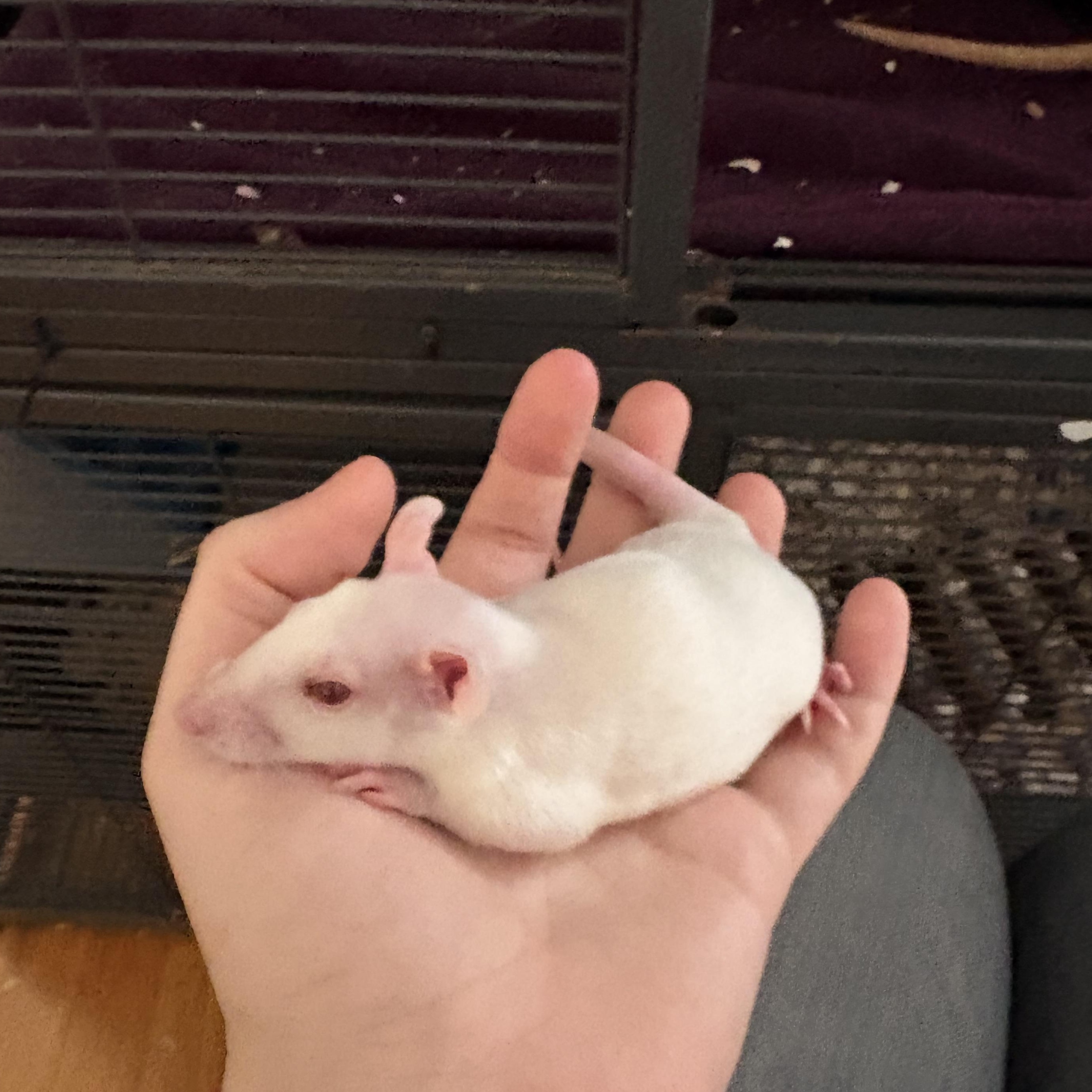 Enlarge Male baby rats, a ADOPTABLE Rat in Bryn Mawr, PA image 5/6