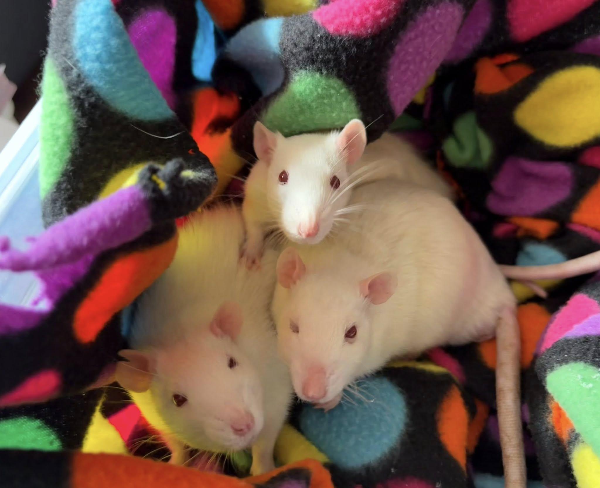 Enlarge Male baby rats, a ADOPTABLE Rat in Bryn Mawr, PA image 4/6