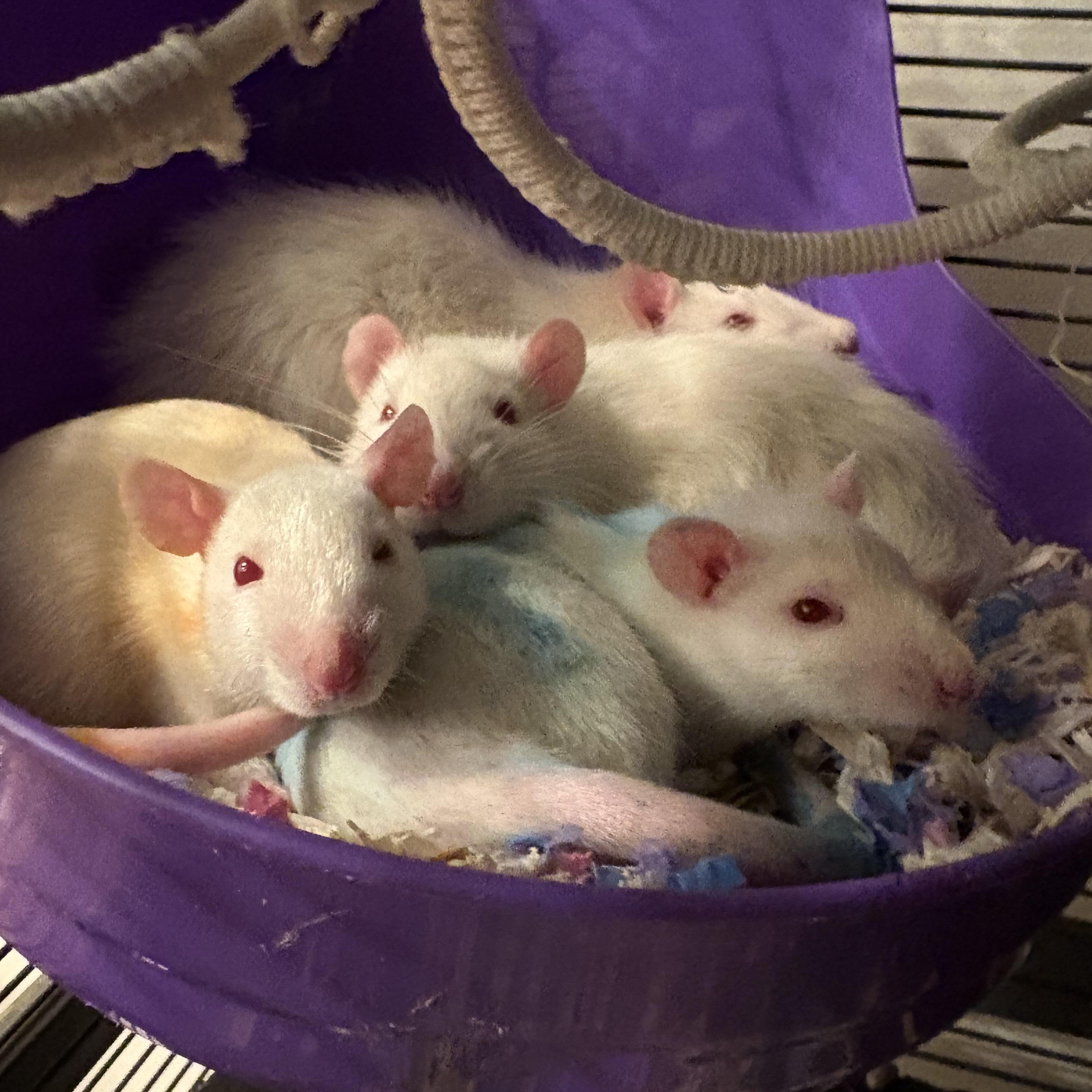 Enlarge Male baby rats, a ADOPTABLE Rat in Bryn Mawr, PA image 2/6