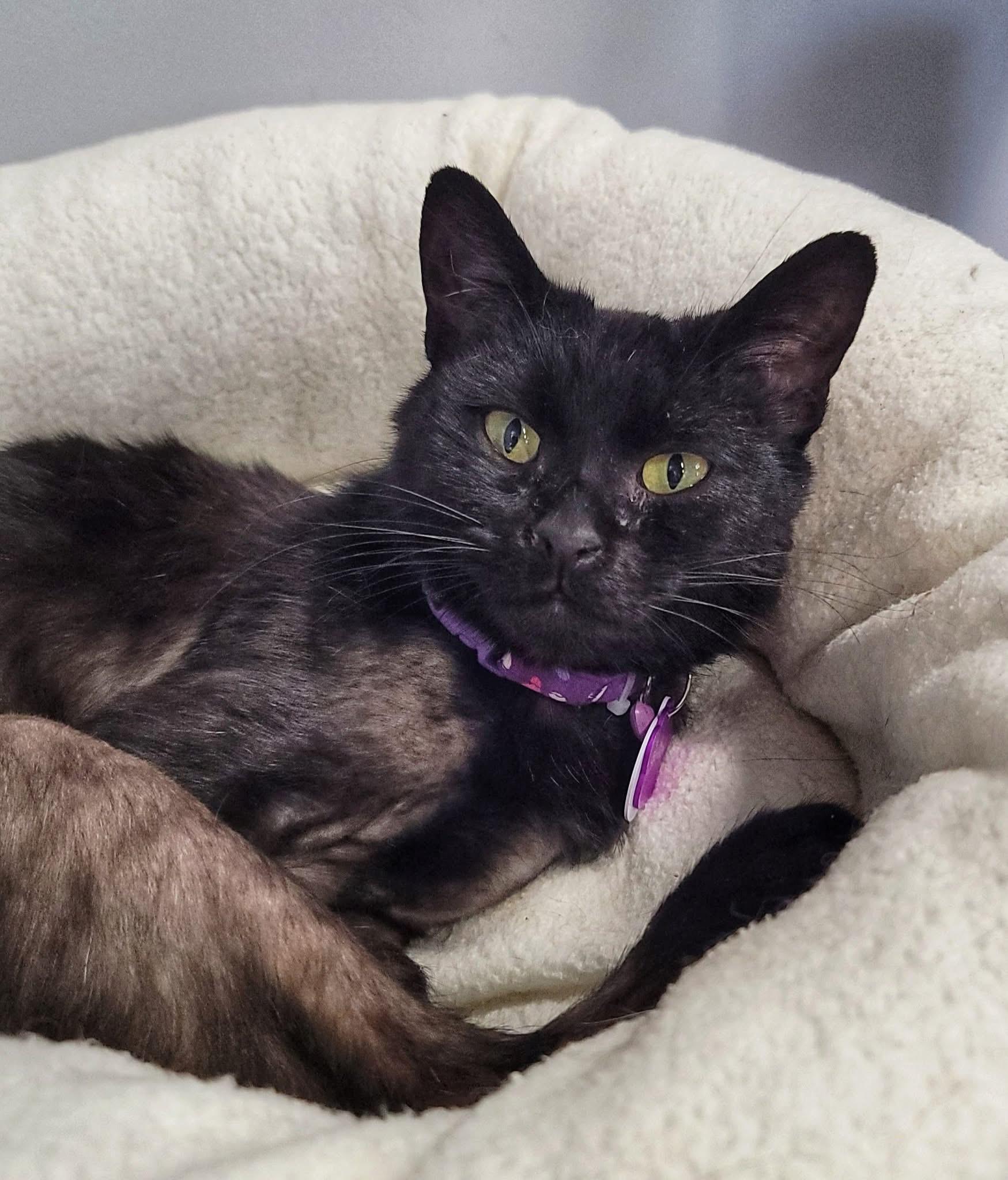 Bonbon, Adult Female Domestic Short Hair