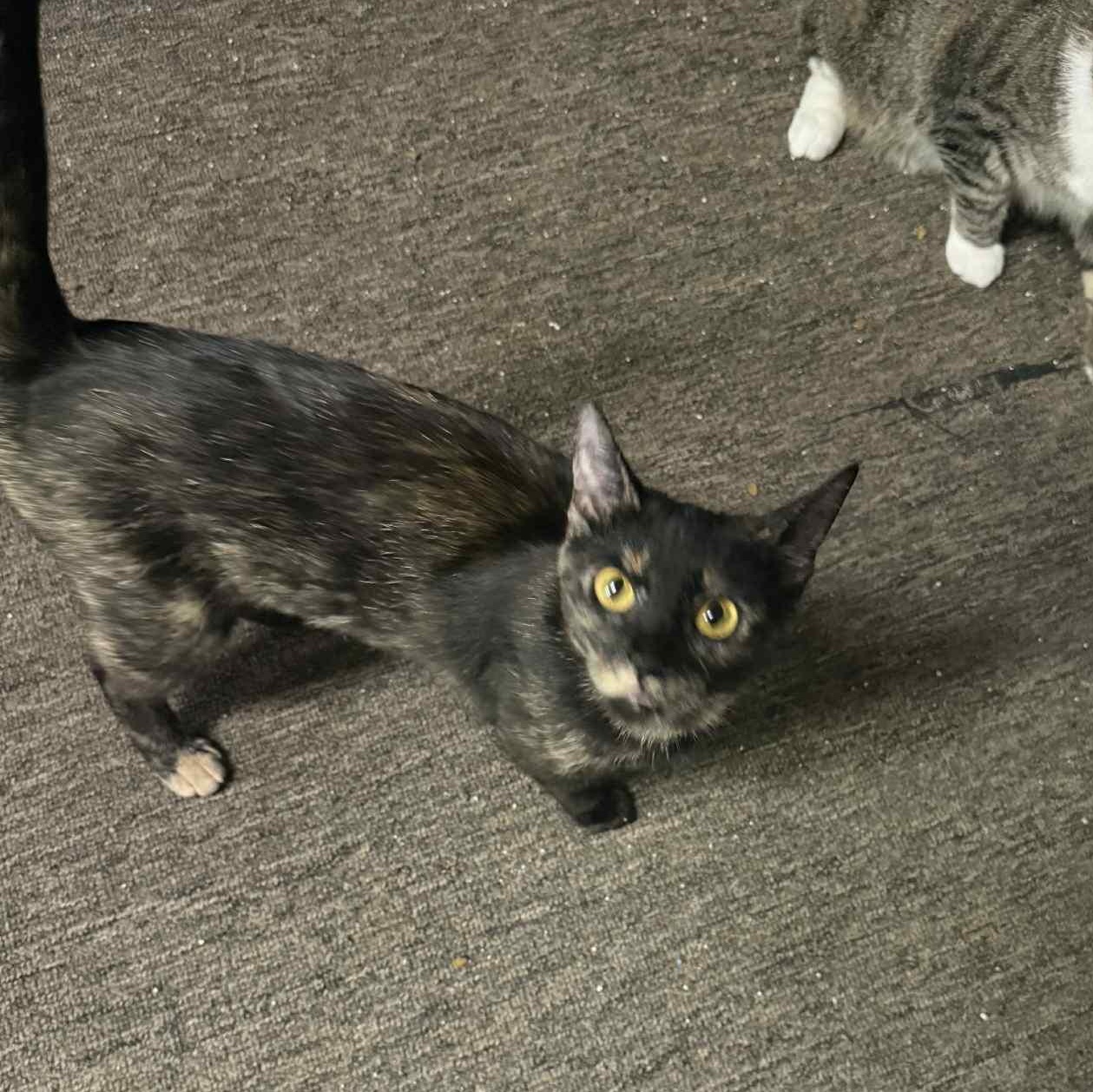 Enlarge Brooklyn, a Adoptable mixed breed in Antioch, CA image 5/5